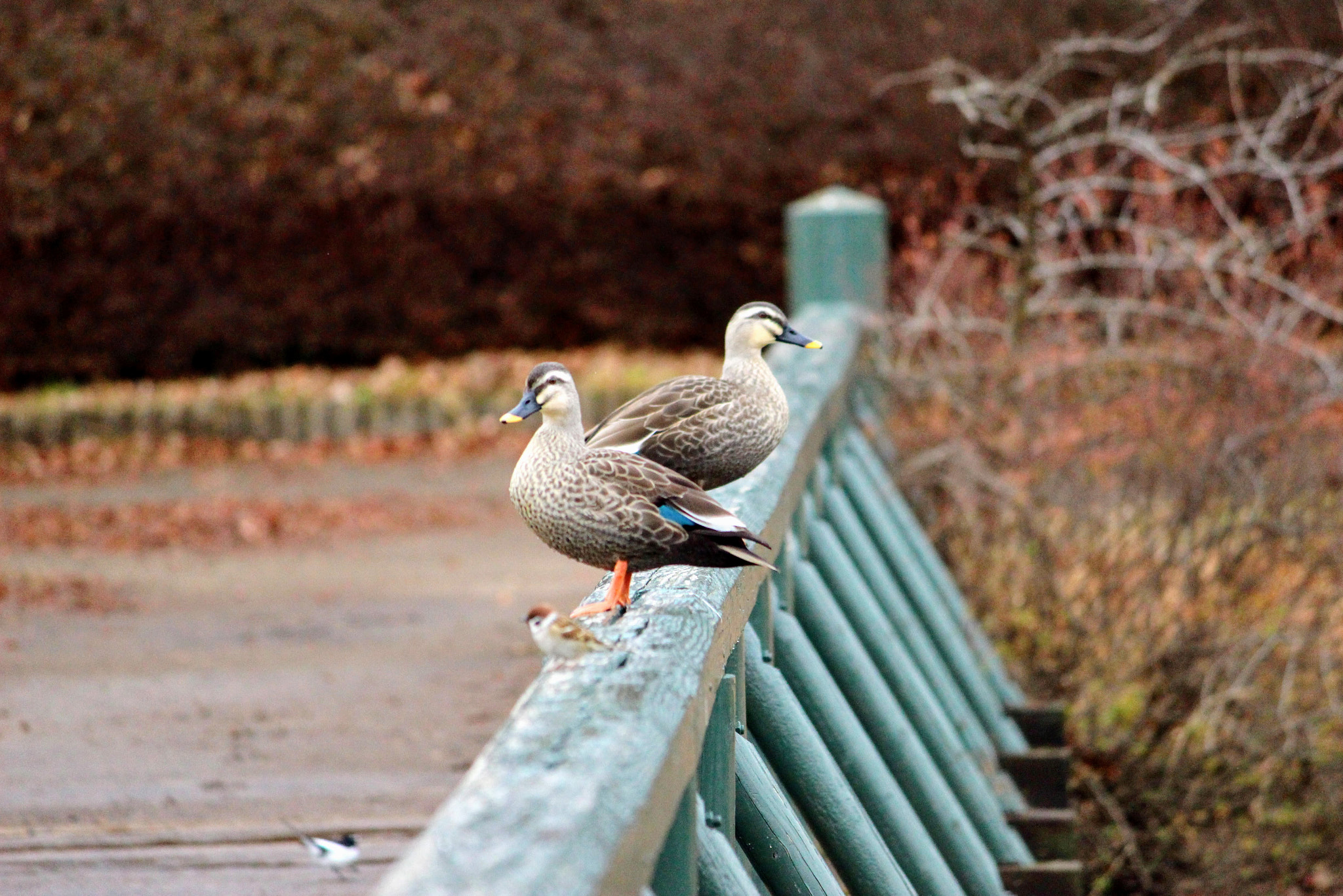Canon EOS 100D (EOS Rebel SL1 / EOS Kiss X7) sample photo. あっち？　こっち？　どっち？ photography