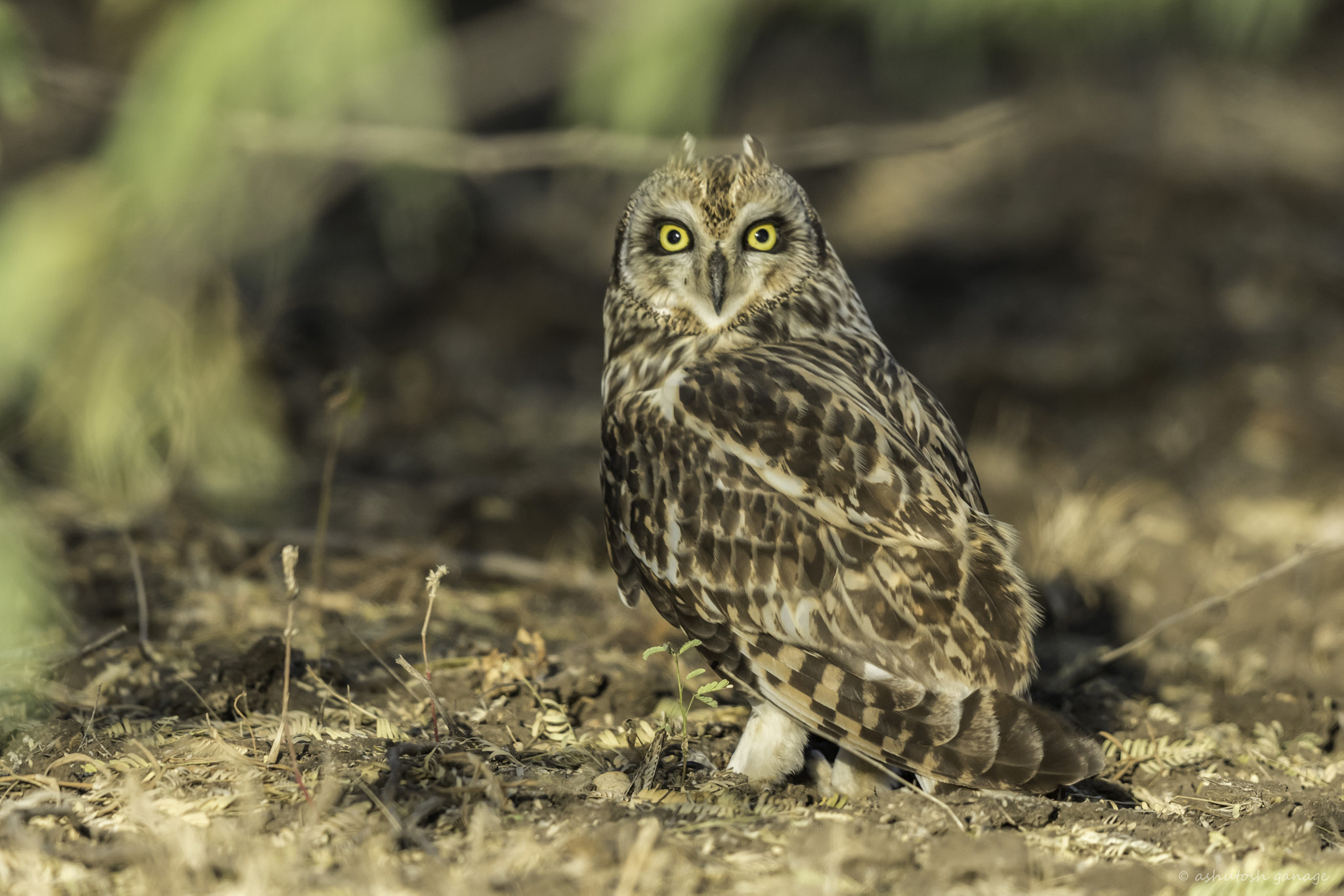Canon EF 500mm F4L IS II USM sample photo. Short ear owl photography