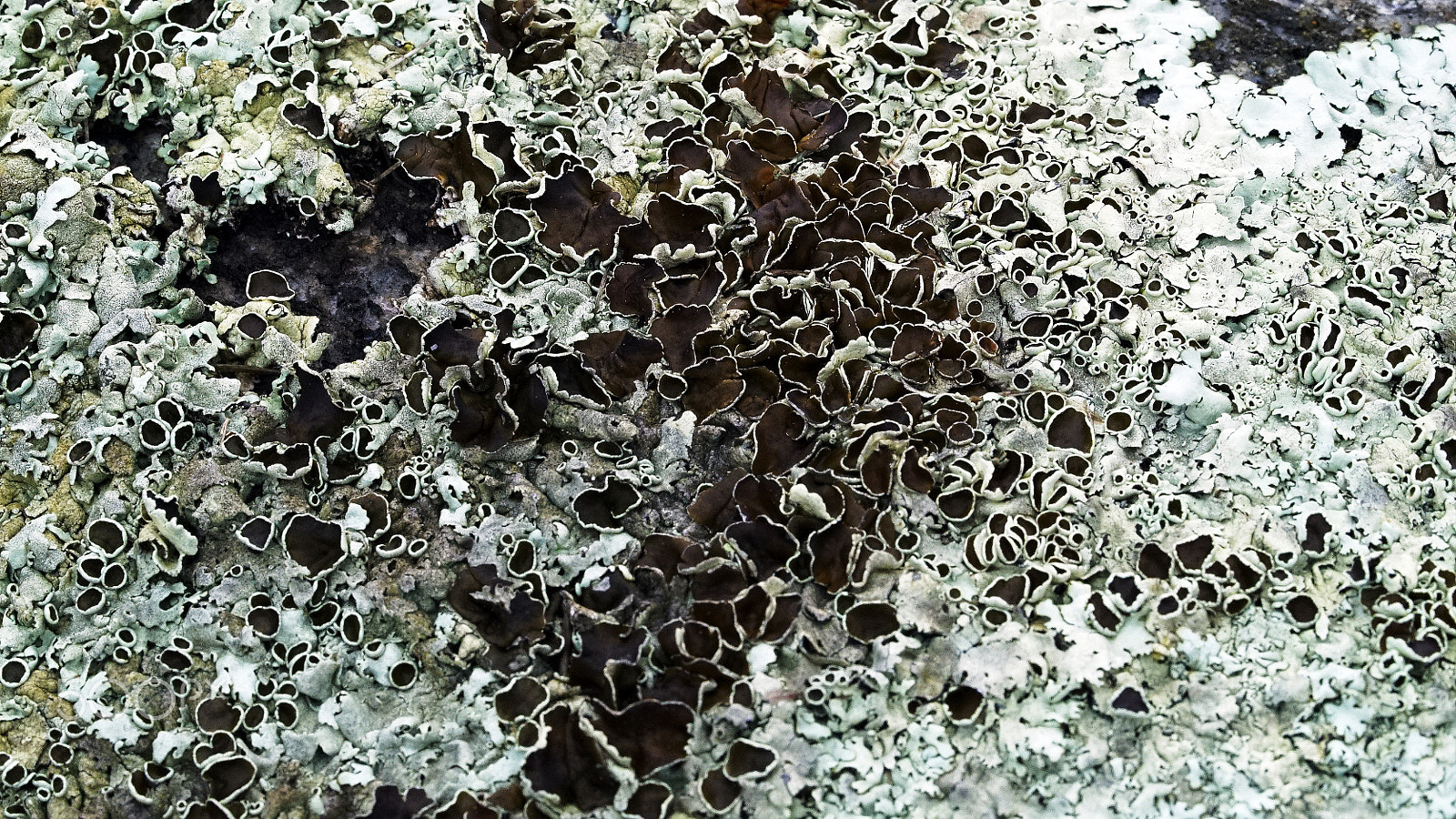 Sony a7S II + Sony FE 90mm F2.8 Macro G OSS sample photo. Lichen or not photography