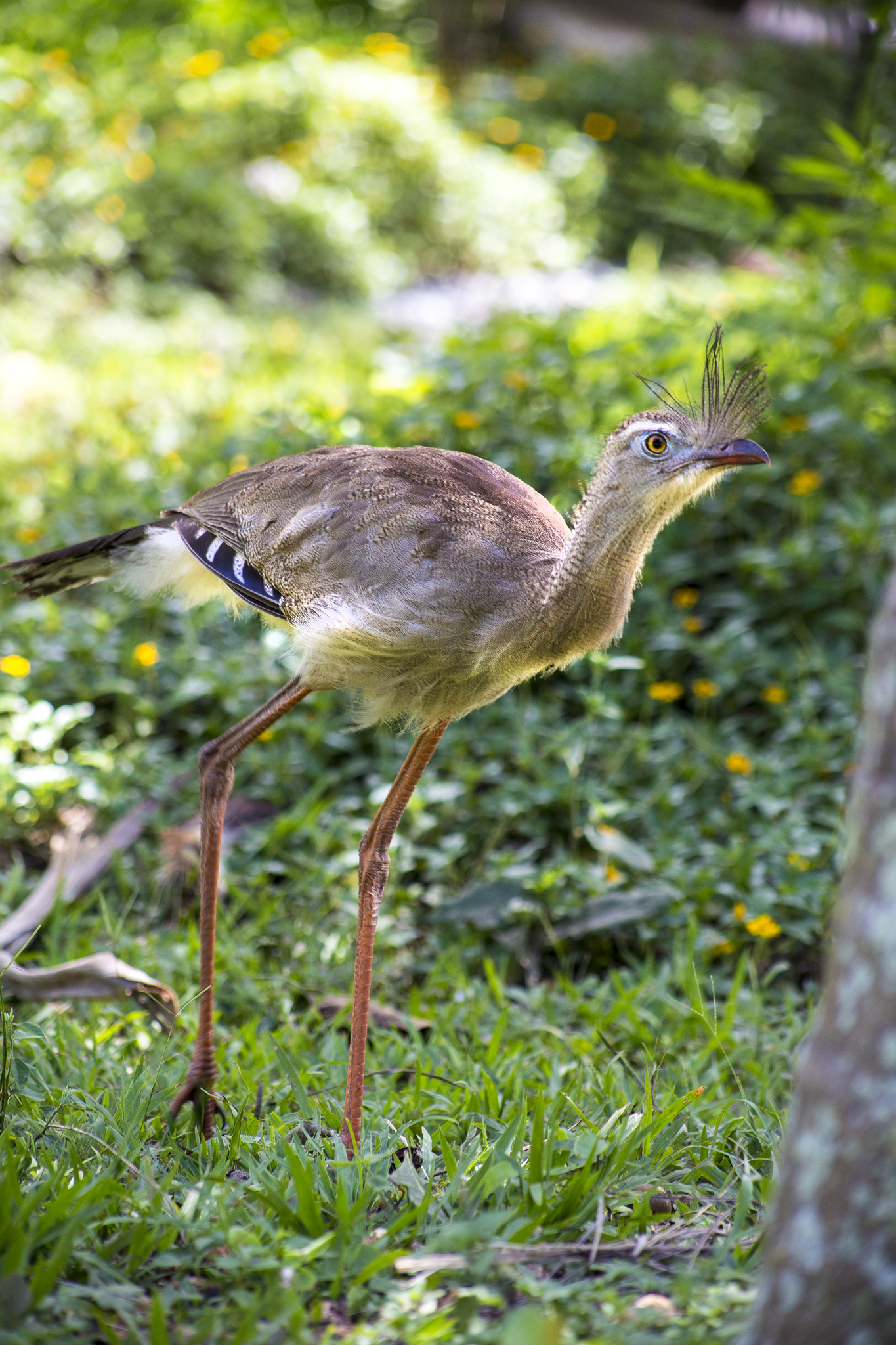 Canon EF 75-300mm f/4-5.6 USM sample photo. Siriema bird photography