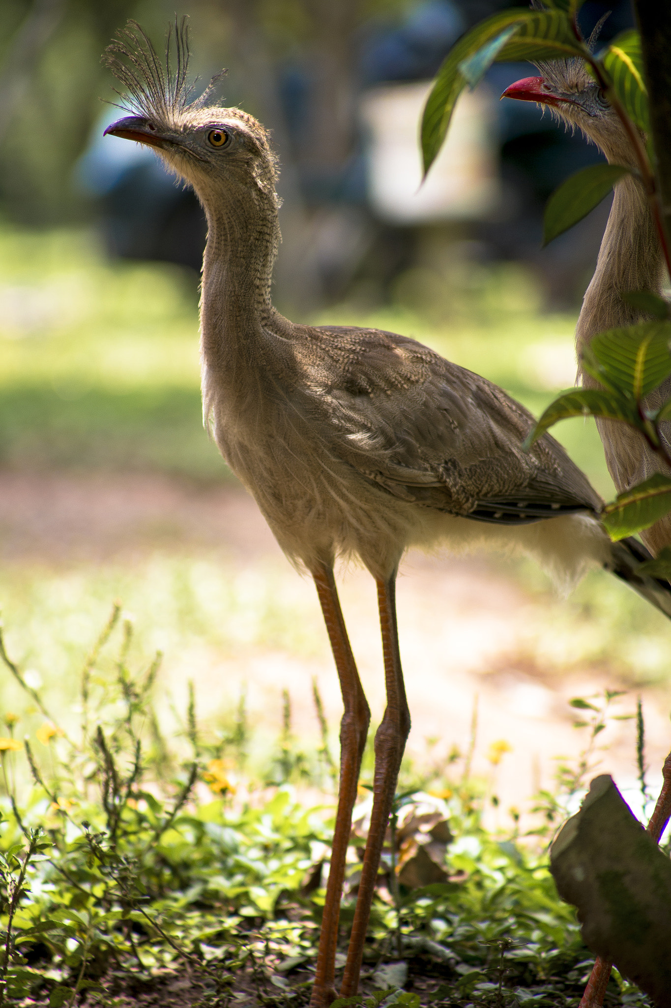 Canon EF 75-300mm f/4-5.6 USM sample photo. Another siriema bird photography