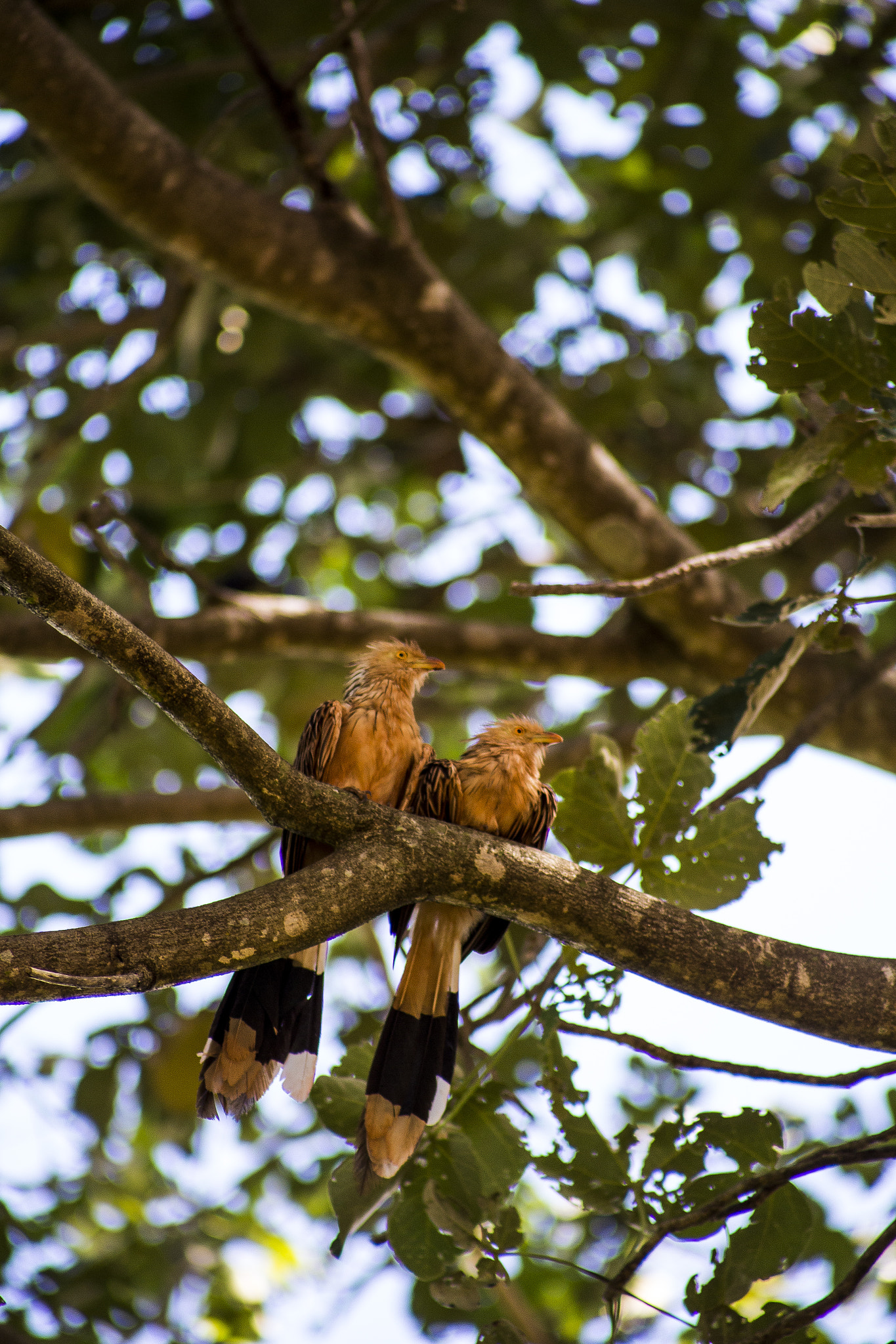 Canon EF 75-300mm f/4-5.6 USM sample photo. Spiky birds photography