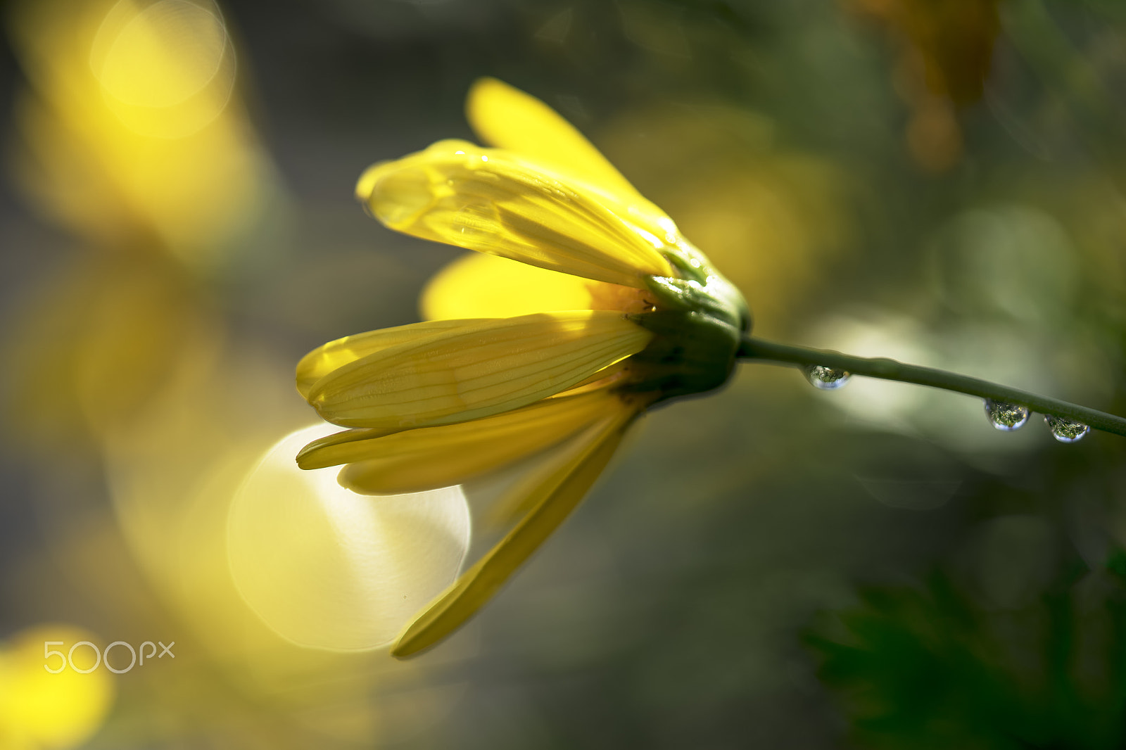 Sony a7R + Sony FE 90mm F2.8 Macro G OSS sample photo. Dew drops on flower photography