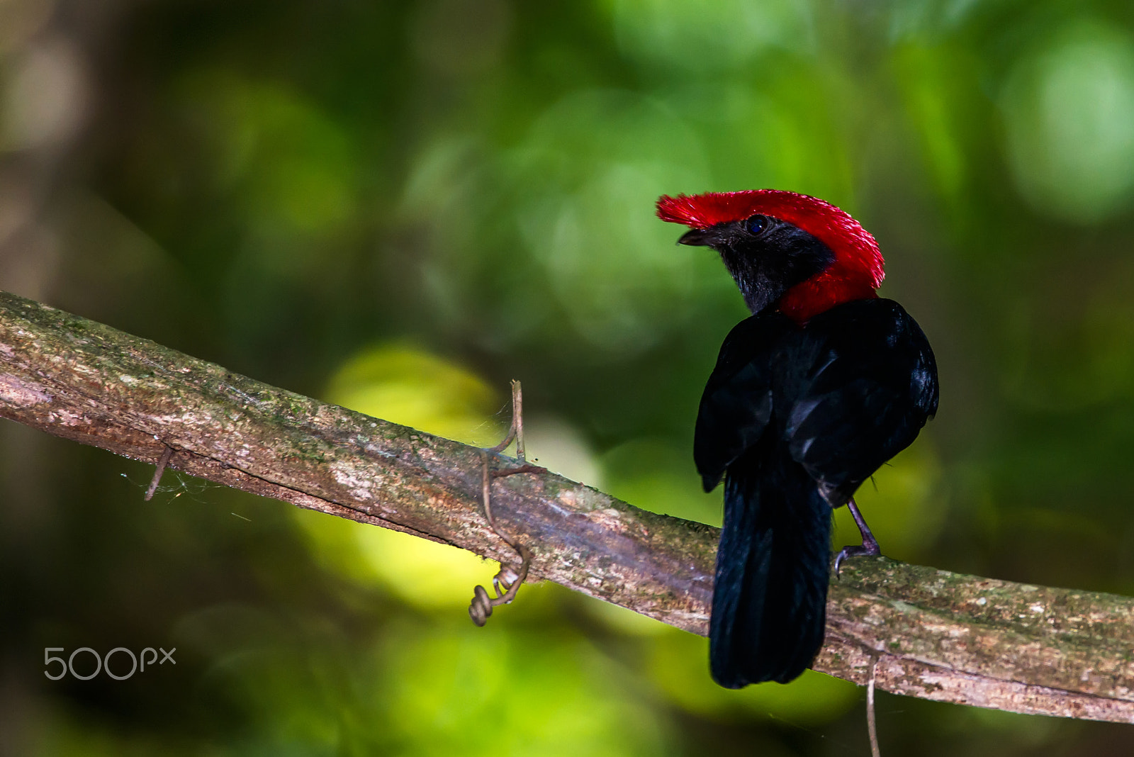 Sigma 150-600mm F5-6.3 DG OS HSM | C sample photo. Helmeted manakin photography