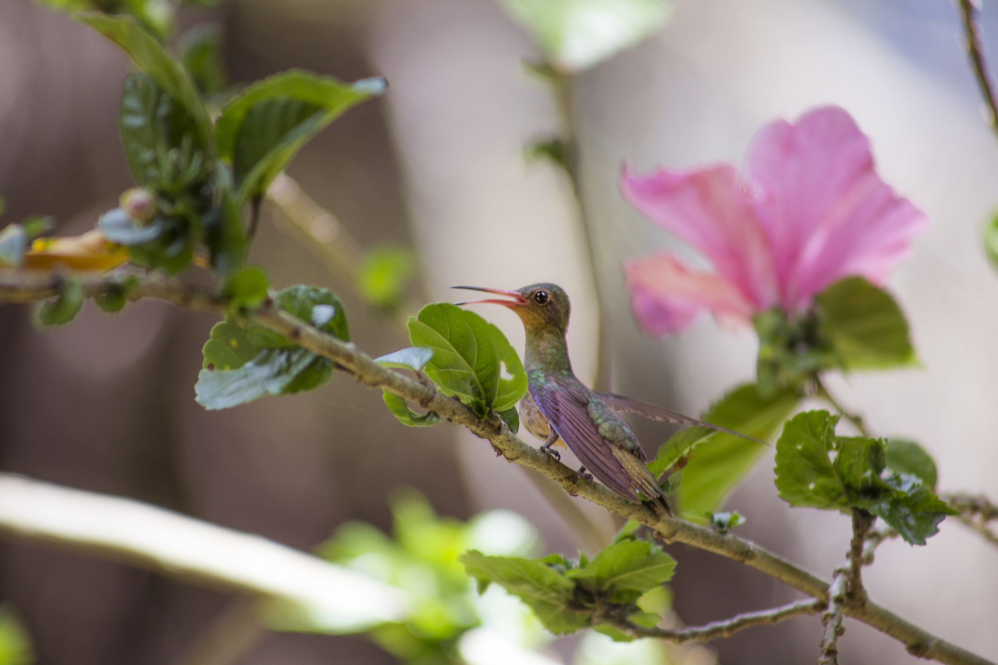 Canon EF 75-300mm f/4-5.6 USM sample photo. Hummingbird photography