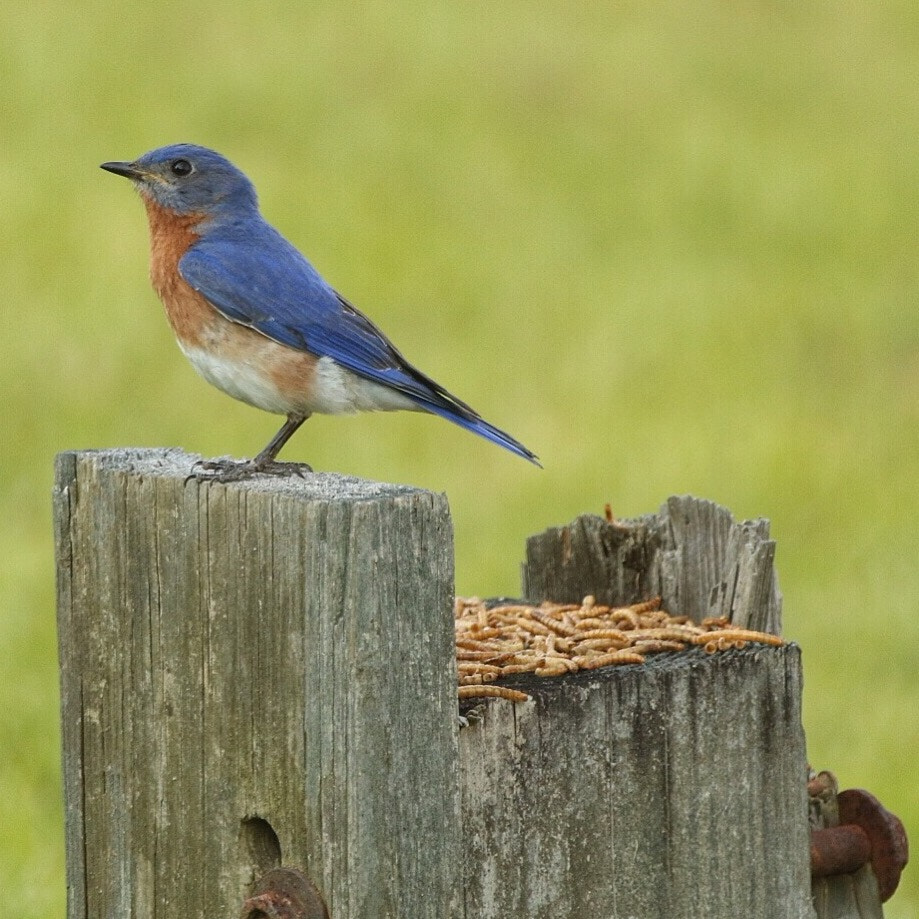 Canon EOS 760D (EOS Rebel T6s / EOS 8000D) sample photo. Bluebird about to eat the mealworms i put out for him photography