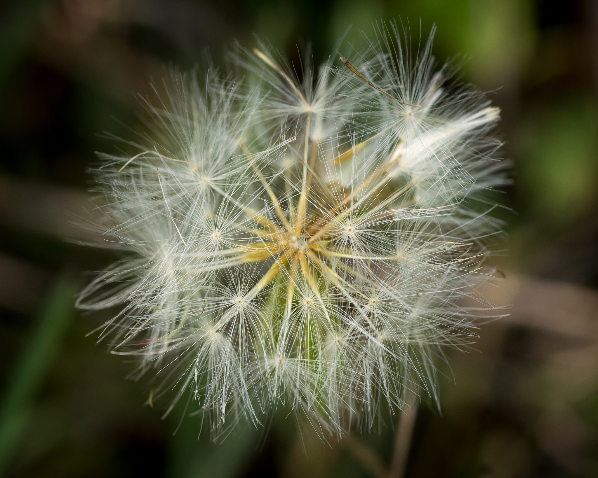 Olympus OM-D E-M1 sample photo. Dandelion seeds head (taraxacum sp.) photography