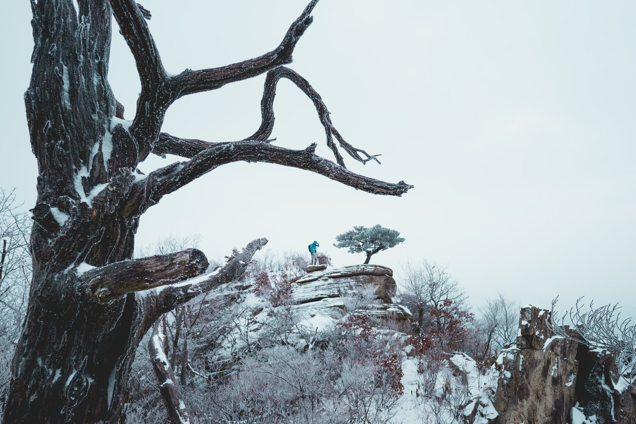 Sony a7 + ZEISS Batis 18mm F2.8 sample photo. Frosty tentacles photography