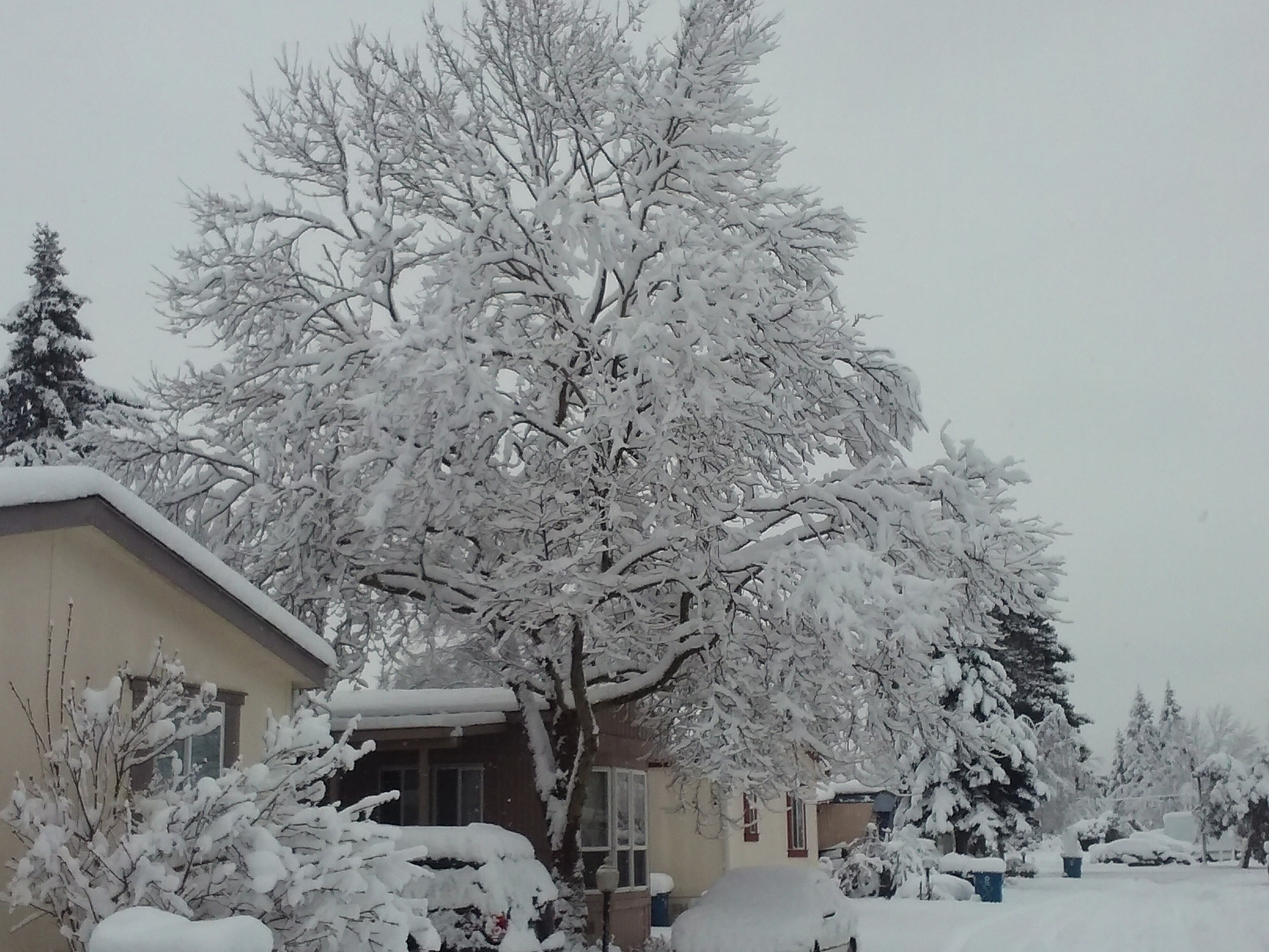 LG POWER sample photo. Record snow portland oregon photography