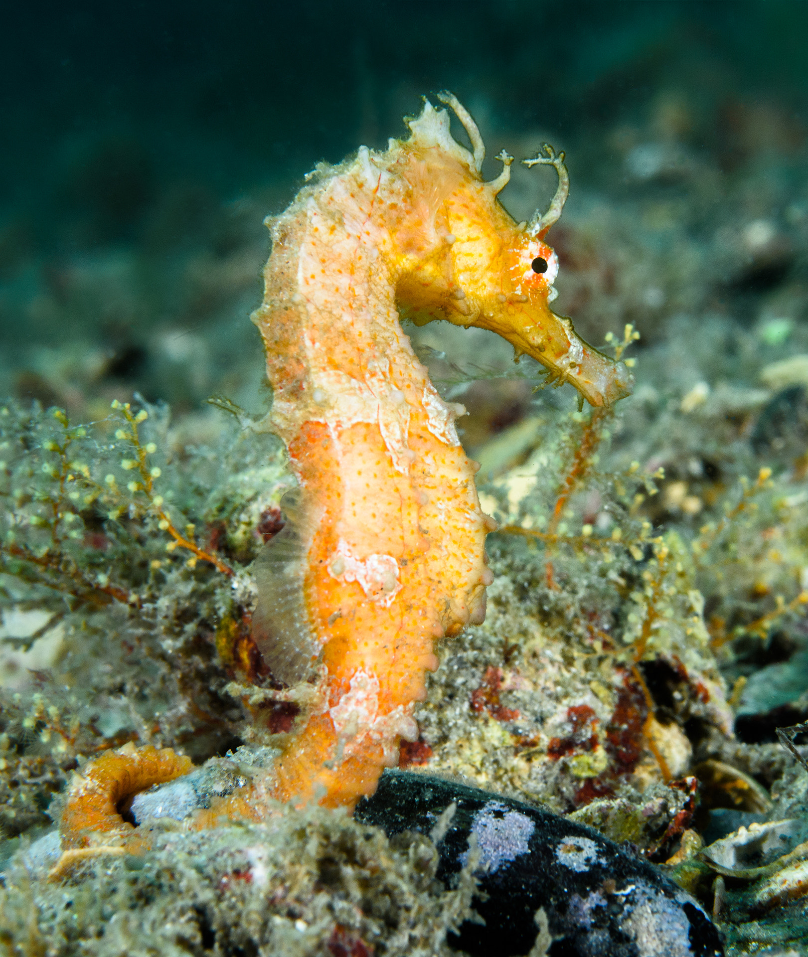 Nikon AF-S Micro-Nikkor 60mm F2.8G ED sample photo. Longsnout seahorse photography