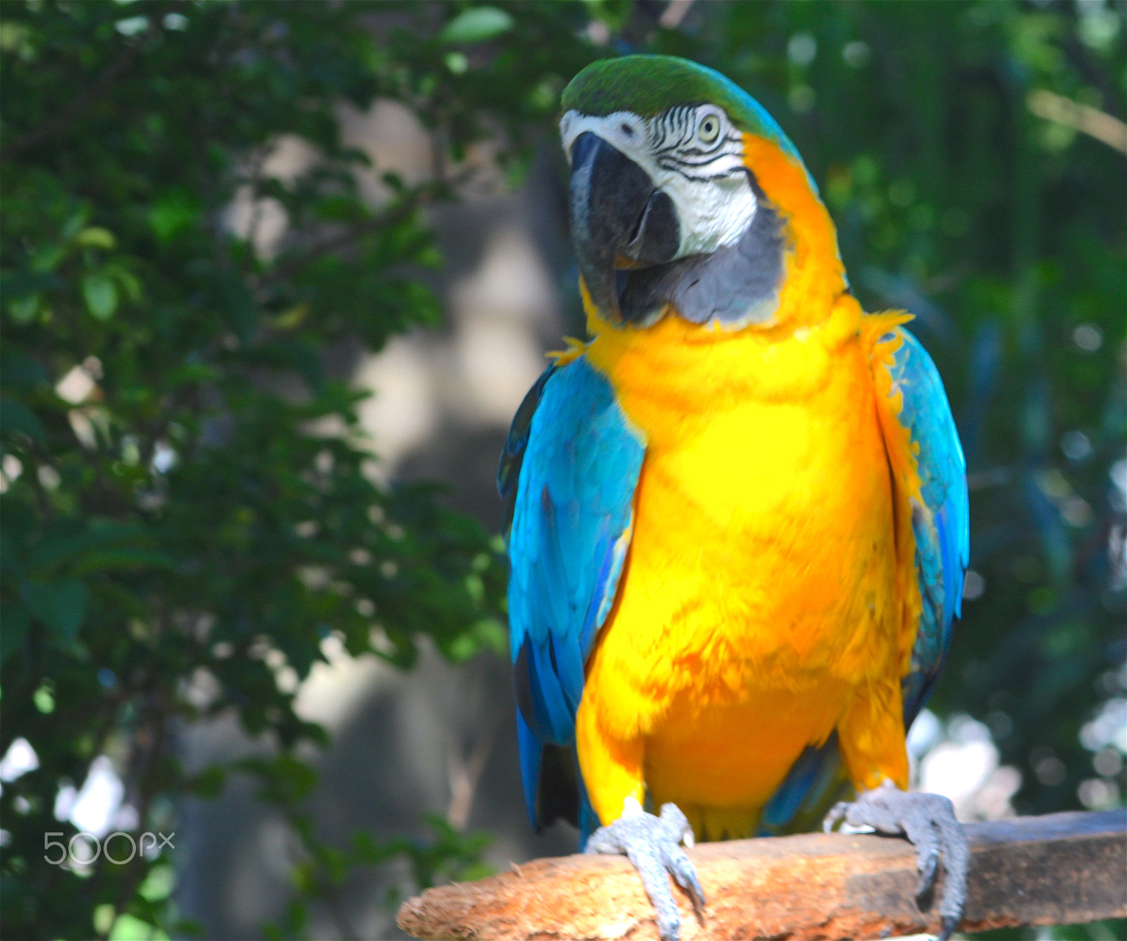 Canon EOS 100D (EOS Rebel SL1 / EOS Kiss X7) + EF75-300mm f/4-5.6 sample photo. Brazilian macaw photography