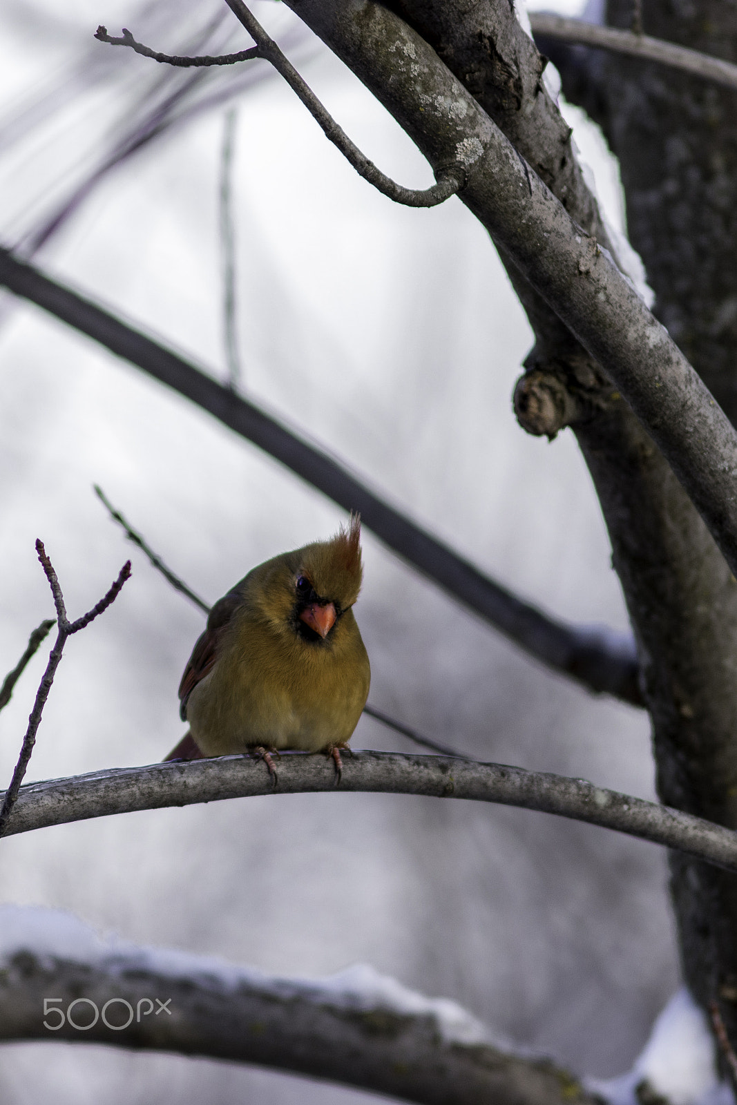 Canon EOS 80D + Canon EF 300mm F4L IS USM sample photo. Sad cardinal photography