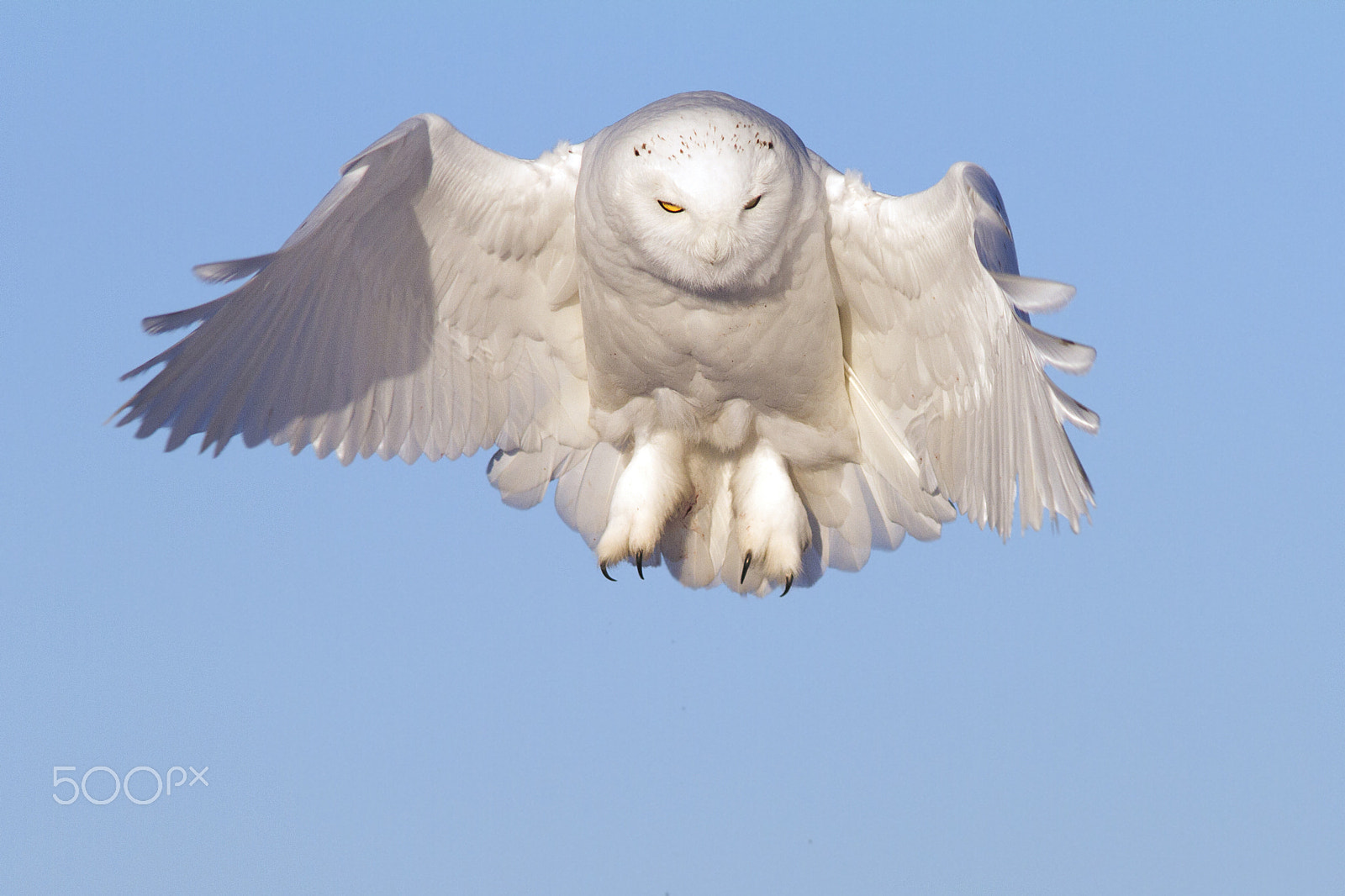 Canon EF 200mm F2.8L II USM sample photo. Snowy hover photography