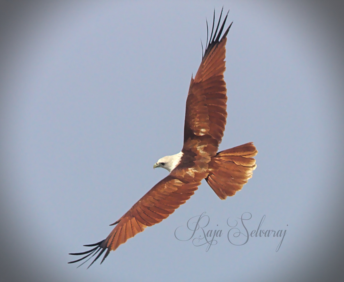 Canon EF 70-200mm F4L USM sample photo. Brahmini kite photography