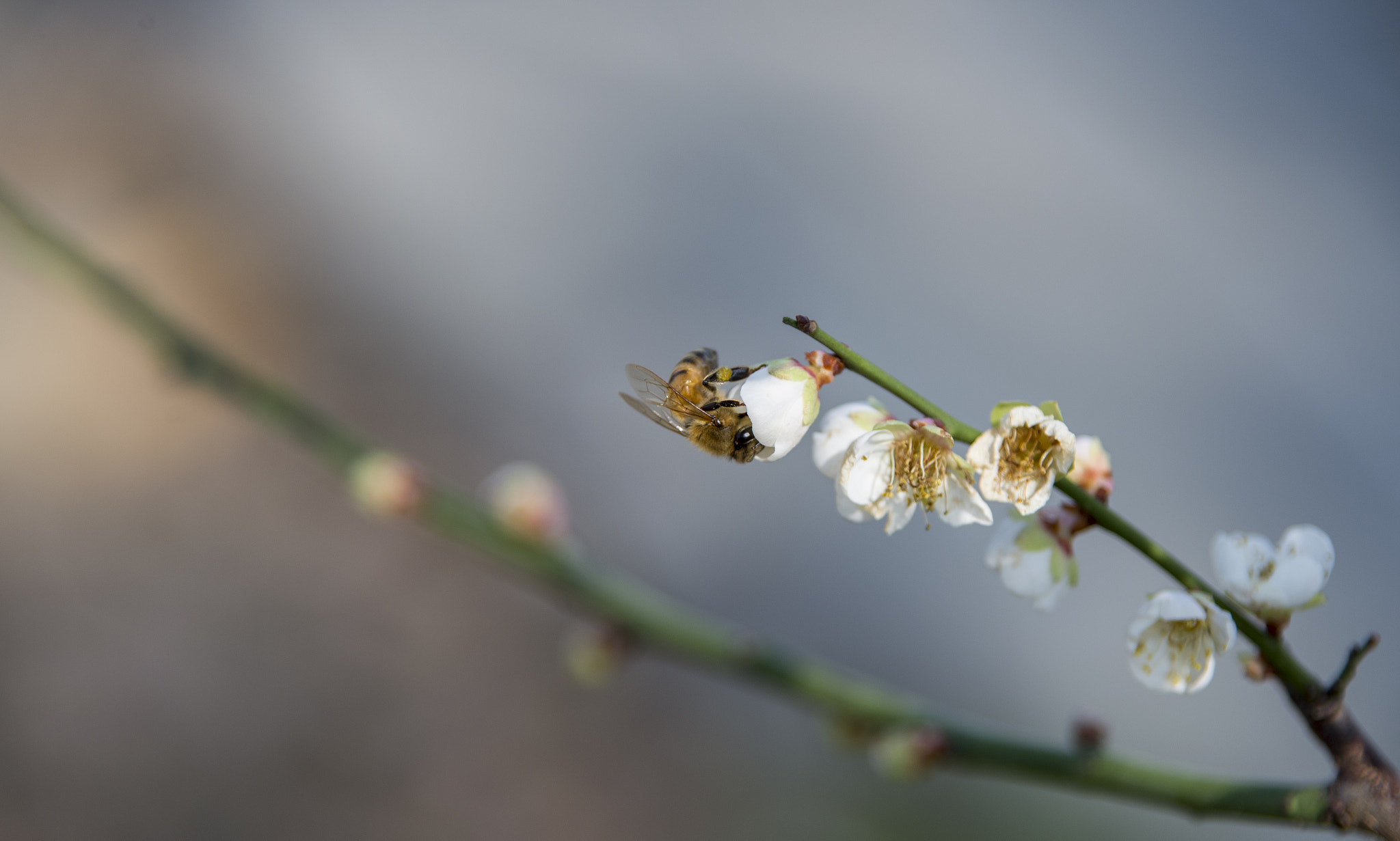 Nikon D610 sample photo. Plum flower photography