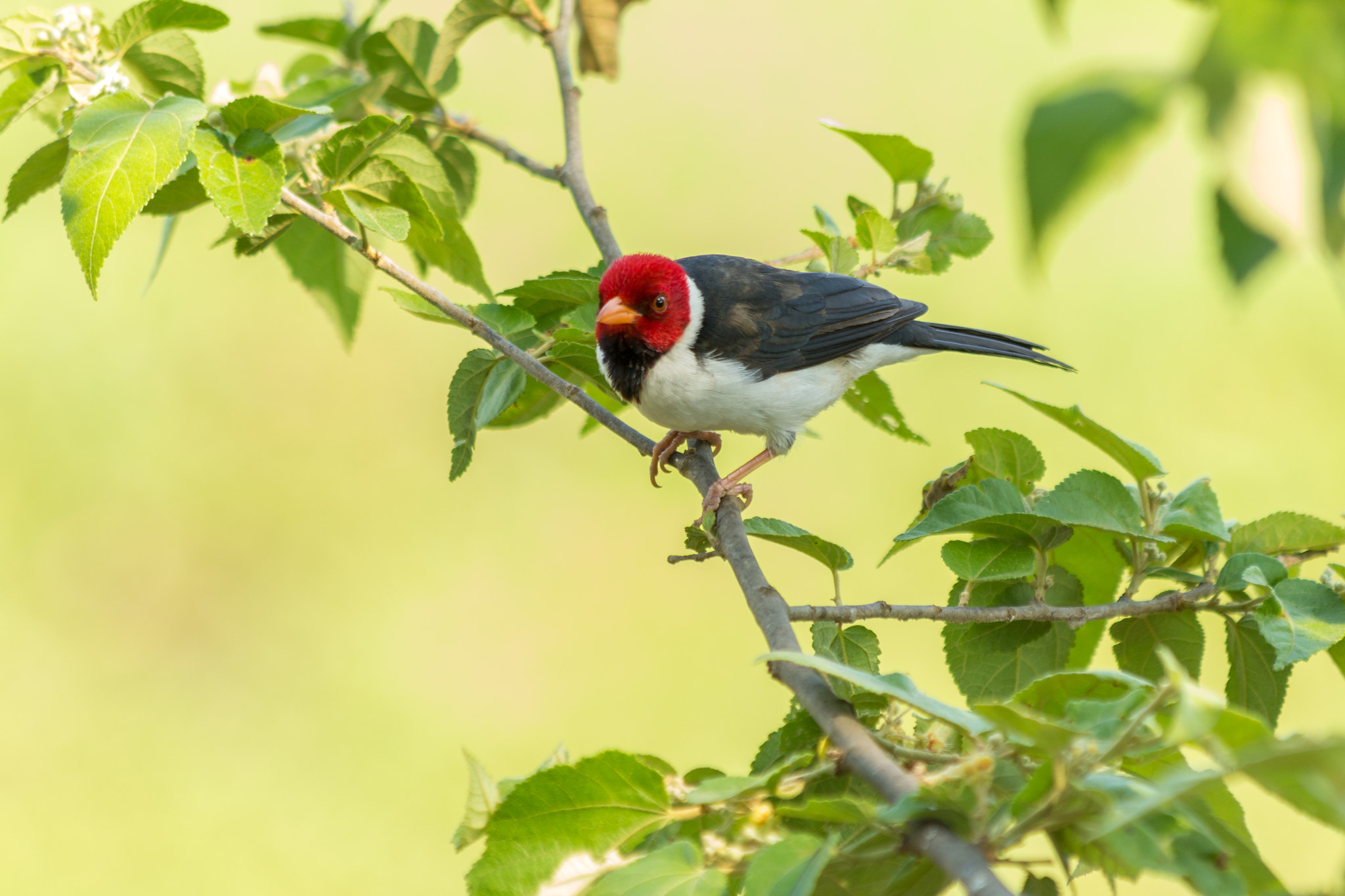 Canon EF 70-300mm F4-5.6 IS USM sample photo. Cavalaria photography