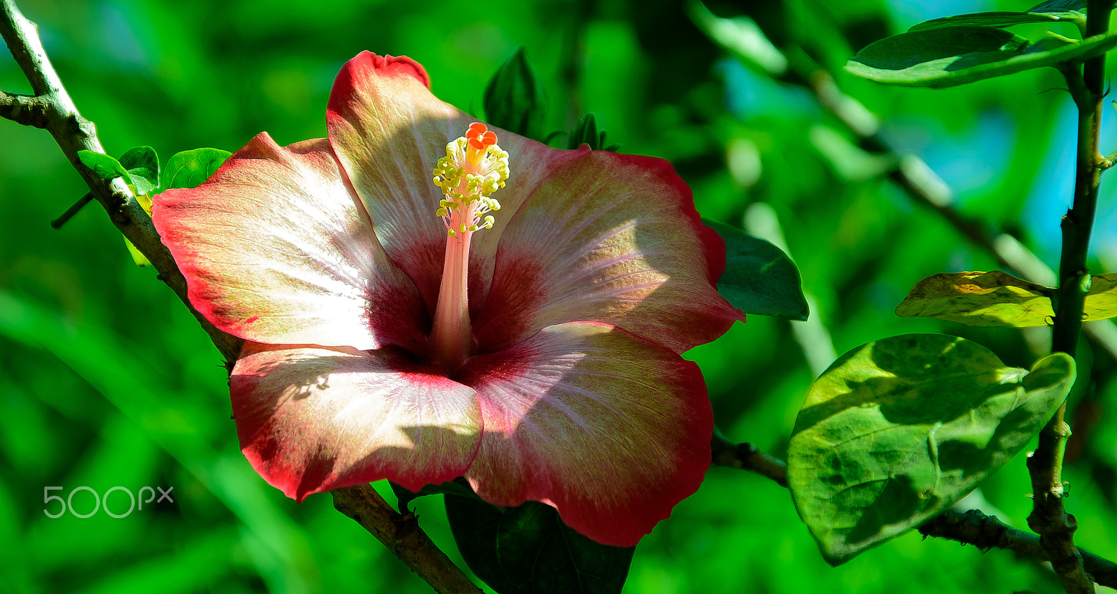 Nikon D810 sample photo. High-biscus!! photography