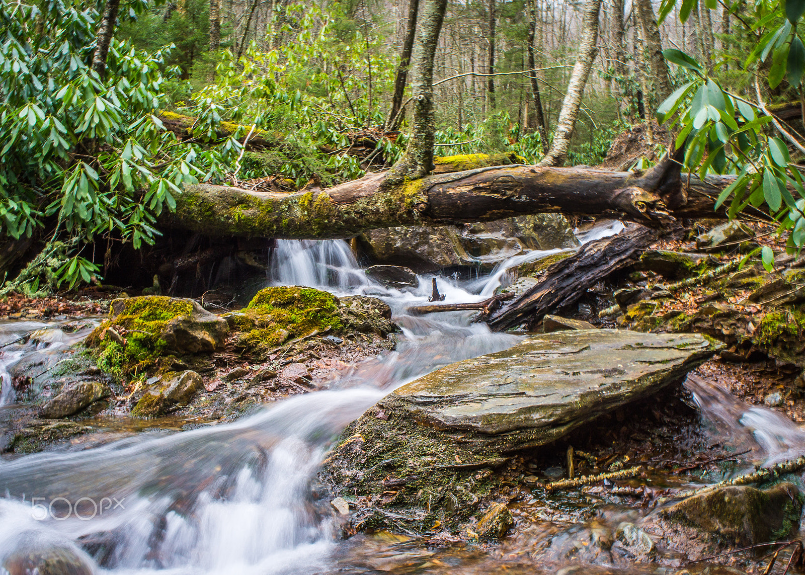 Sony Alpha NEX-C3 + Sony E 18-55mm F3.5-5.6 OSS sample photo. Smoky mountain national park photography