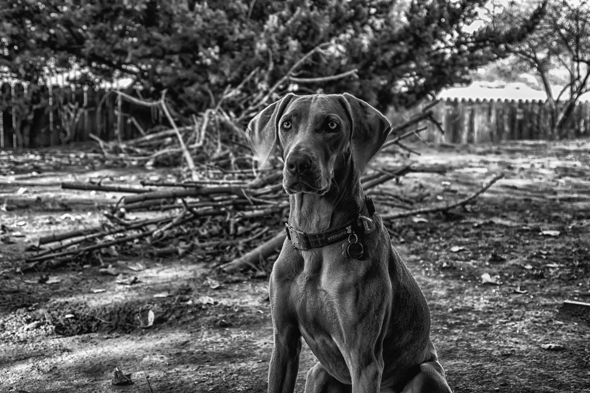 Canon EF 28-105mm f/3.5-4.5 USM sample photo. Let the call of the wild go to vm. photography