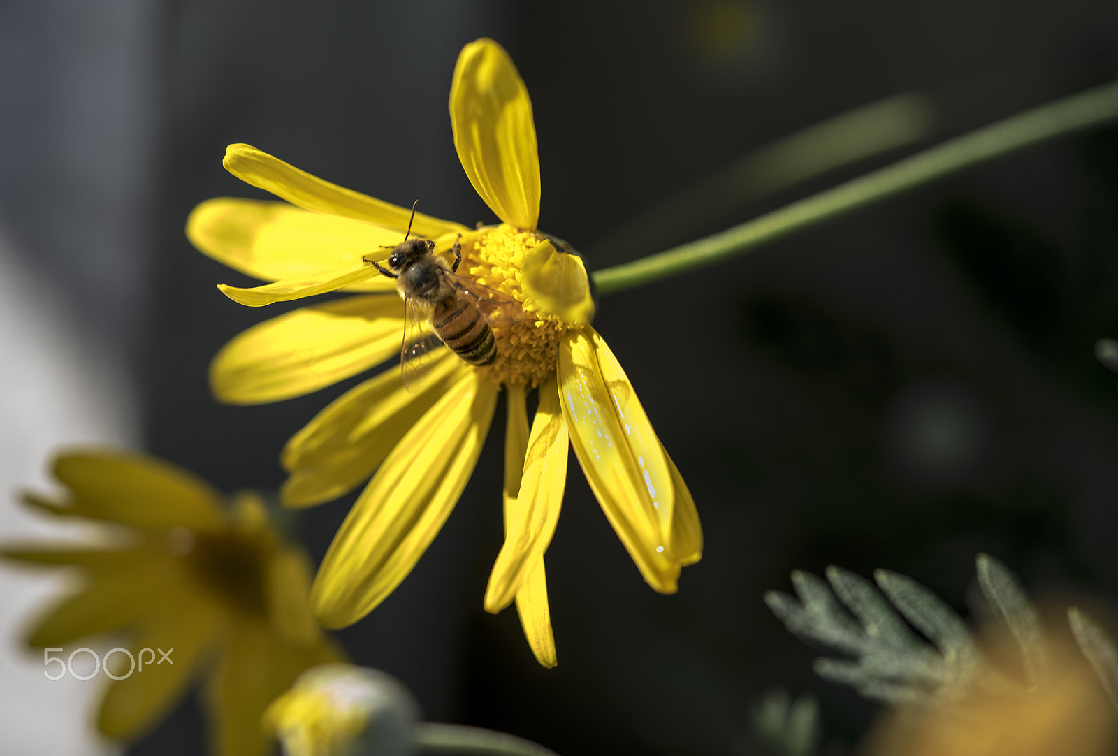 Sony a7R + Sony FE 90mm F2.8 Macro G OSS sample photo. Nectar harvest bee photography