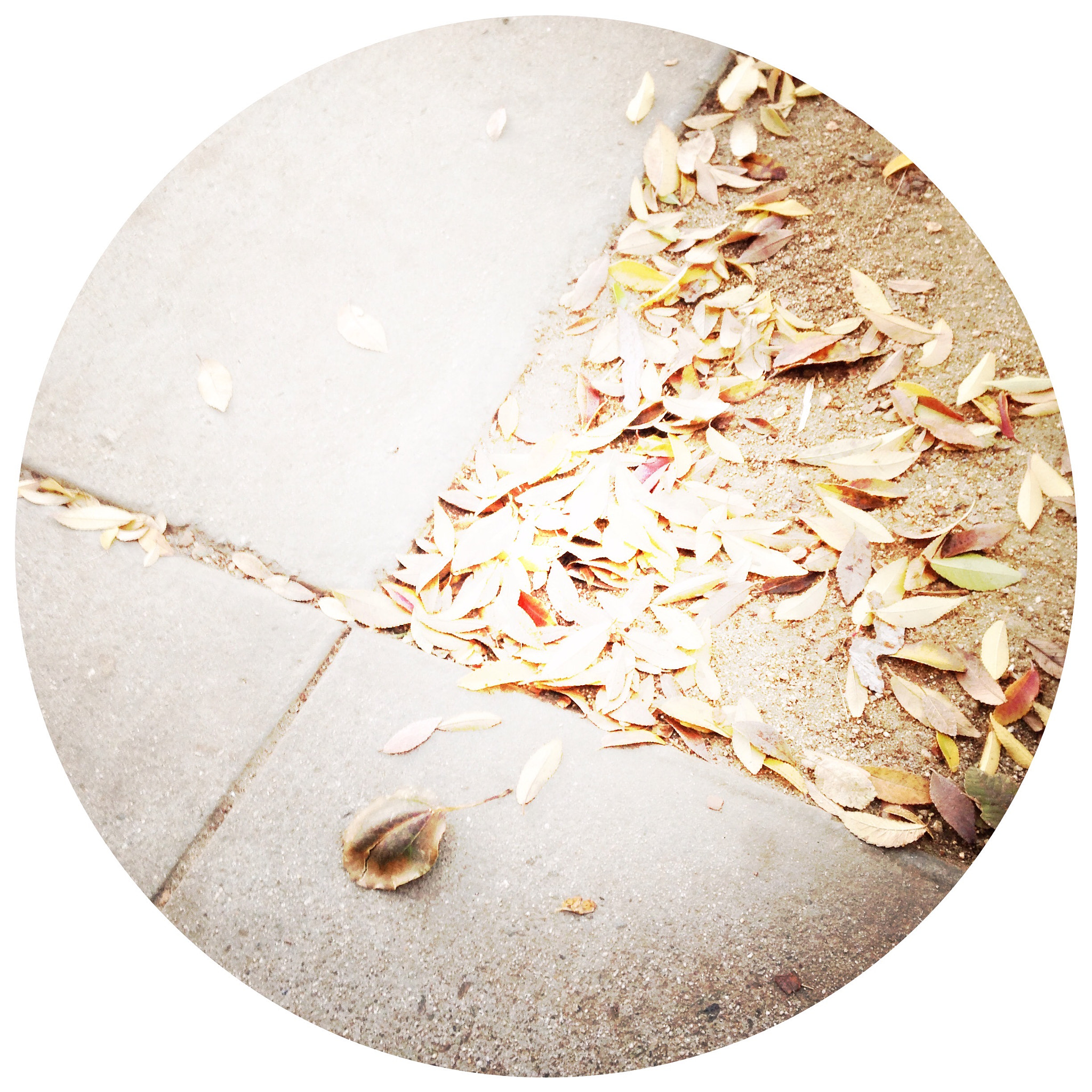 Hipstamatic 279 sample photo. Leaves and concrete photography