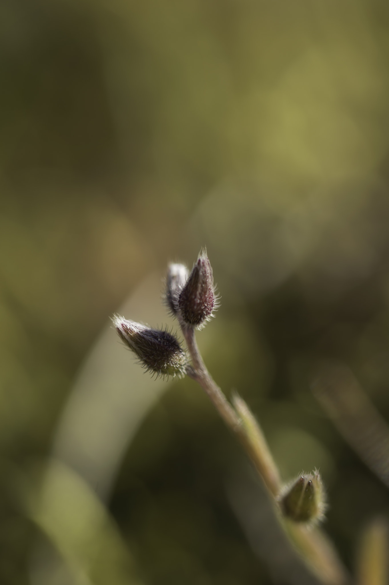 Nikon D3200 sample photo. My other neighbors yard photography