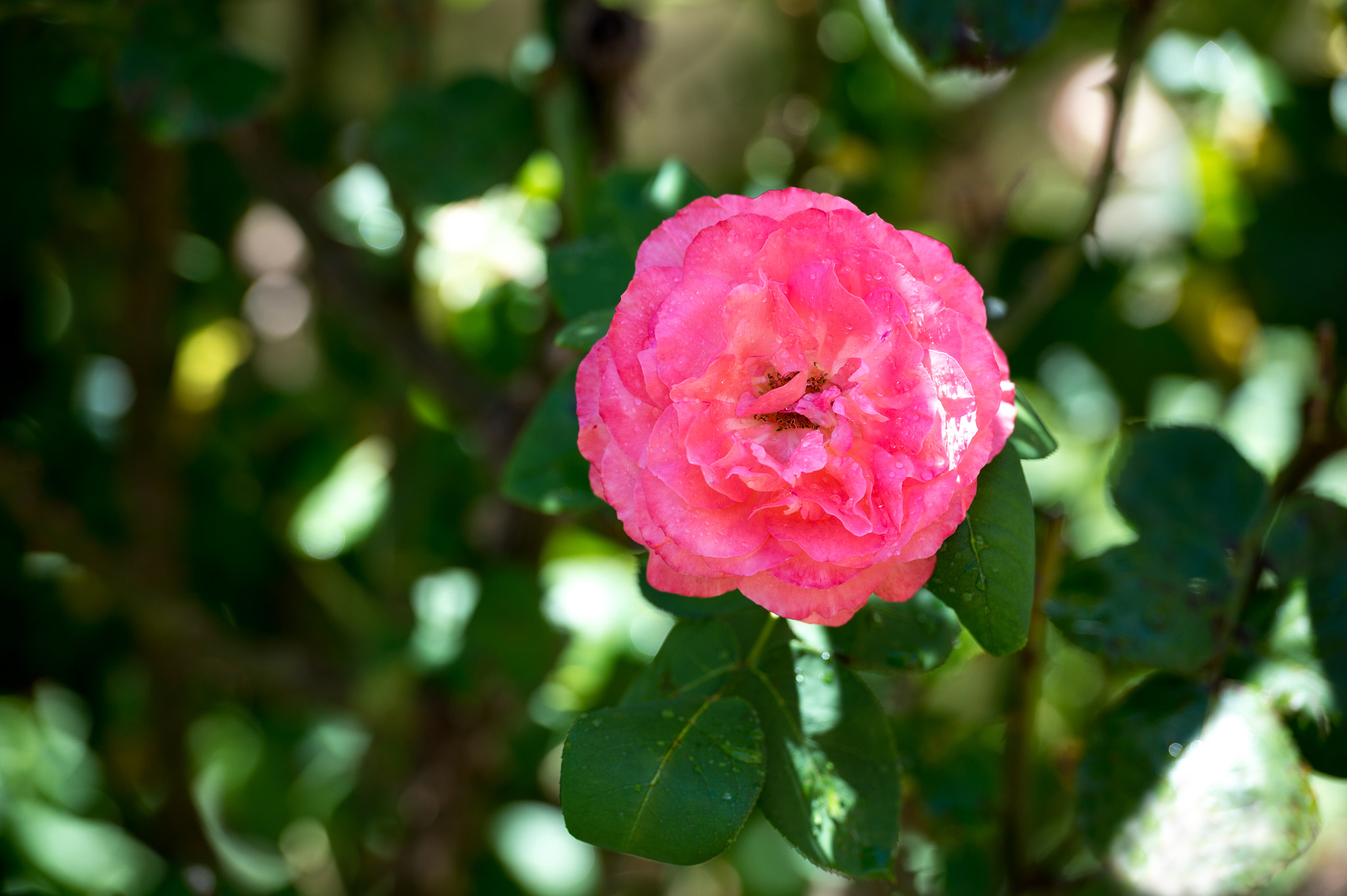 Nikon Df sample photo. Rose pink photography