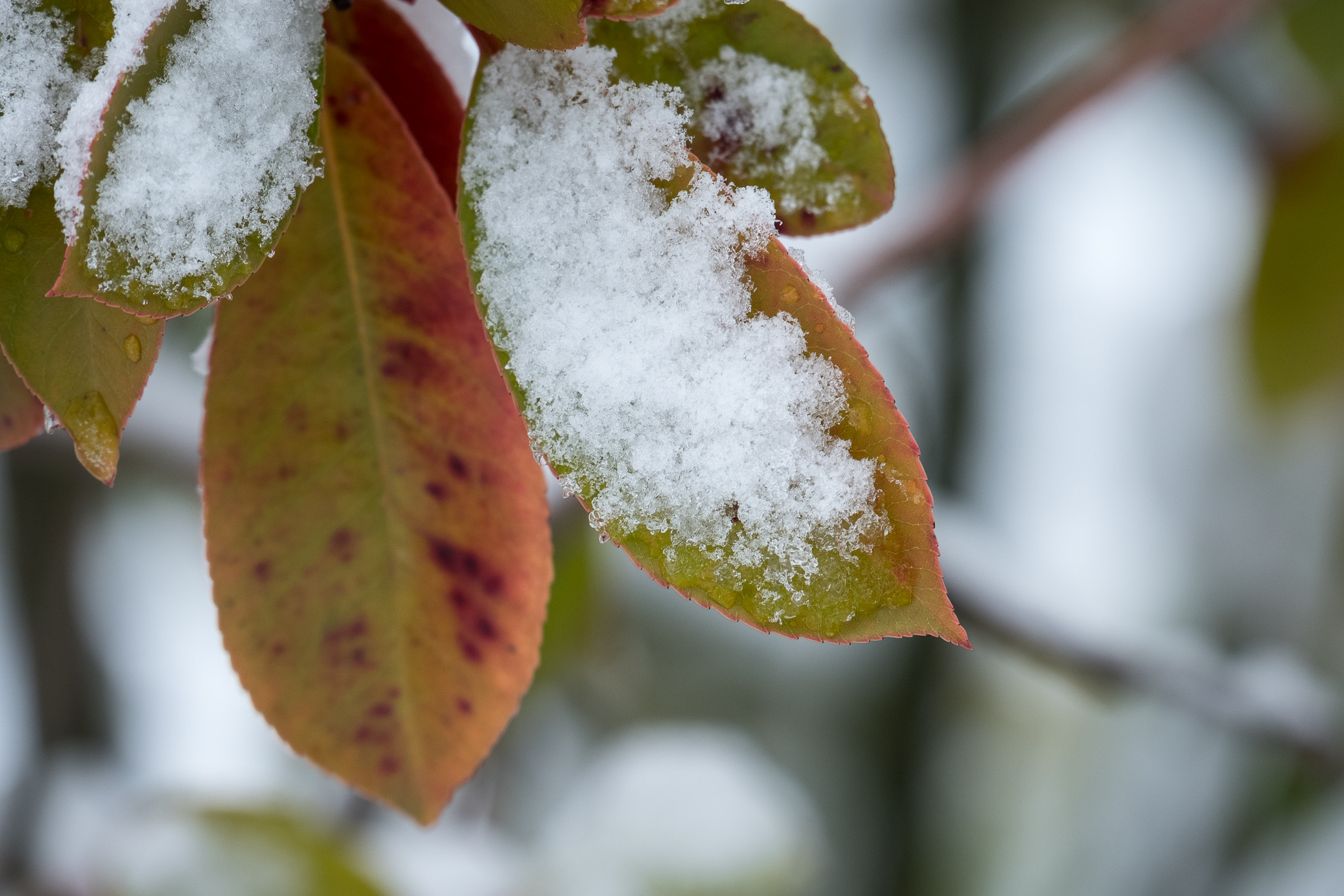 Fujifilm X-T2 + Fujifilm XC 50-230mm F4.5-6.7 OIS II sample photo. Leaves hanging on photography