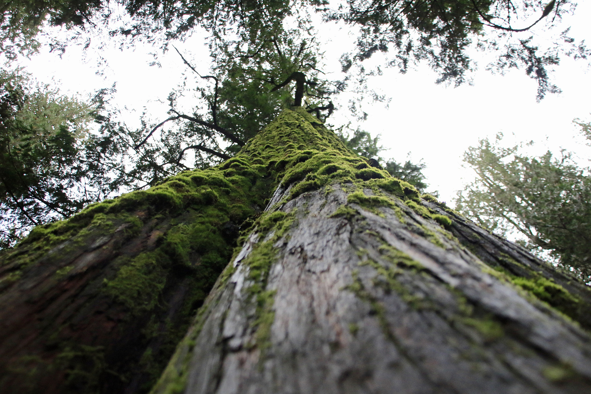 Sigma 18-200mm f/3.5-6.3 DC OS sample photo. 500 year old giant photography