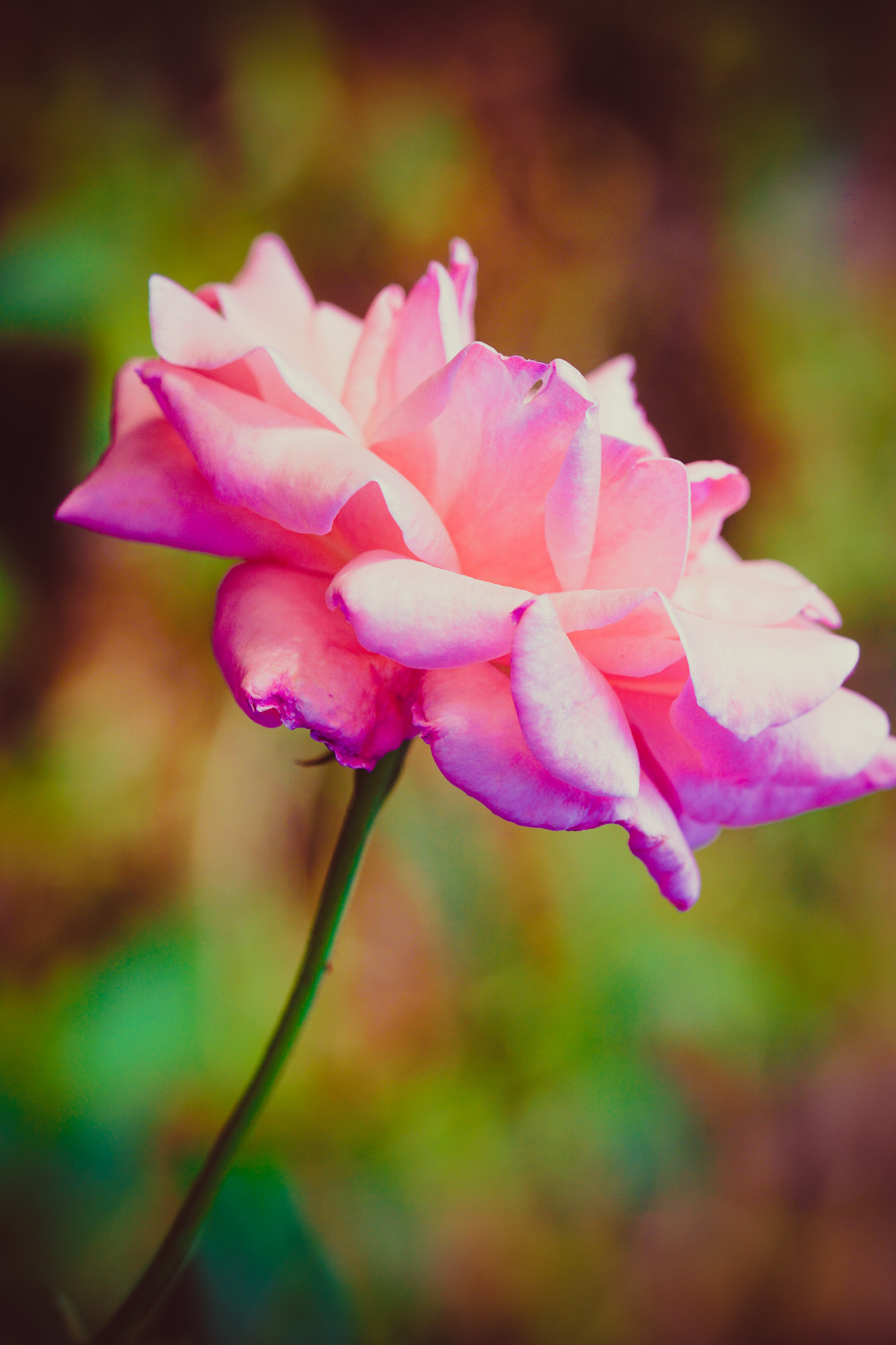 Sony a6000 + Sony FE 90mm F2.8 Macro G OSS sample photo. Vibrant rose photography