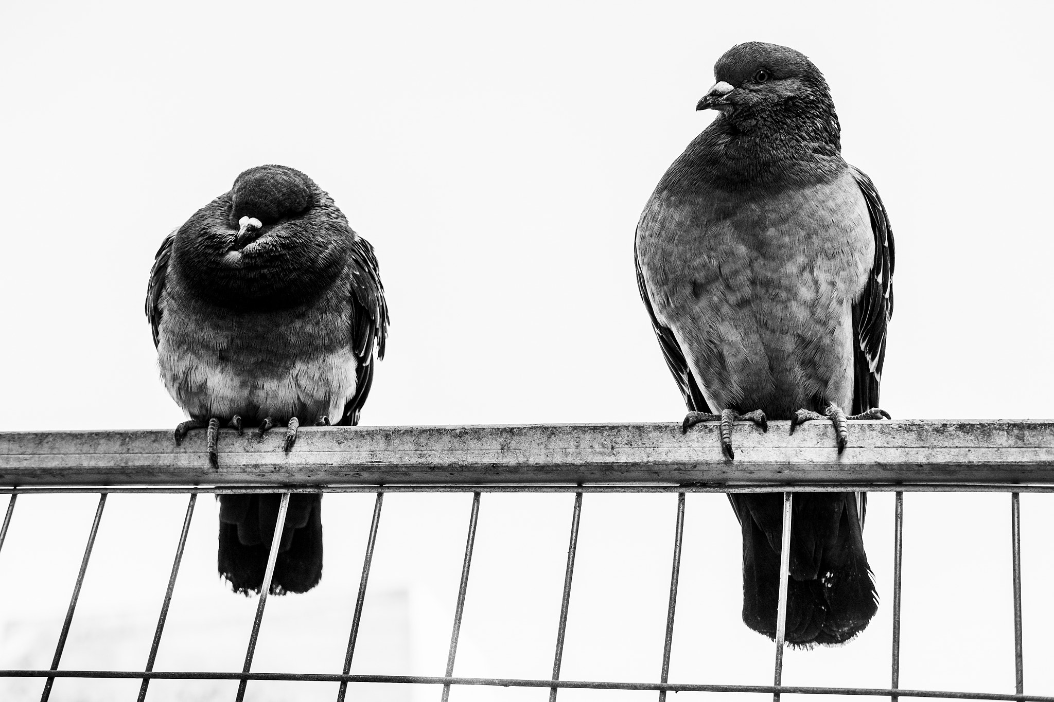 Fujifilm X-E1 + Fujifilm XF 35mm F2 R WR sample photo. Sitting on the fence photography