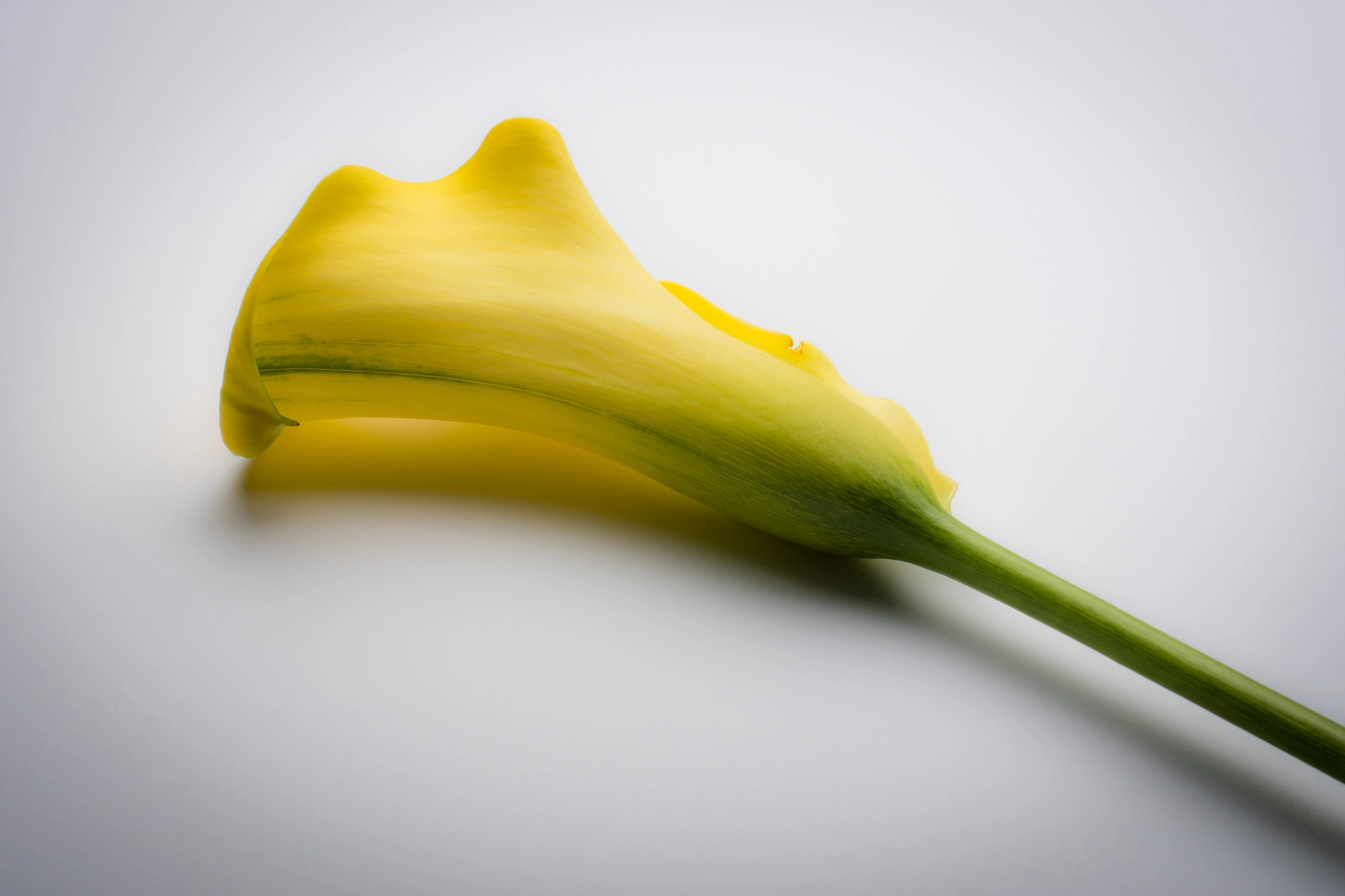 Nikon D500 sample photo. Gentle photography