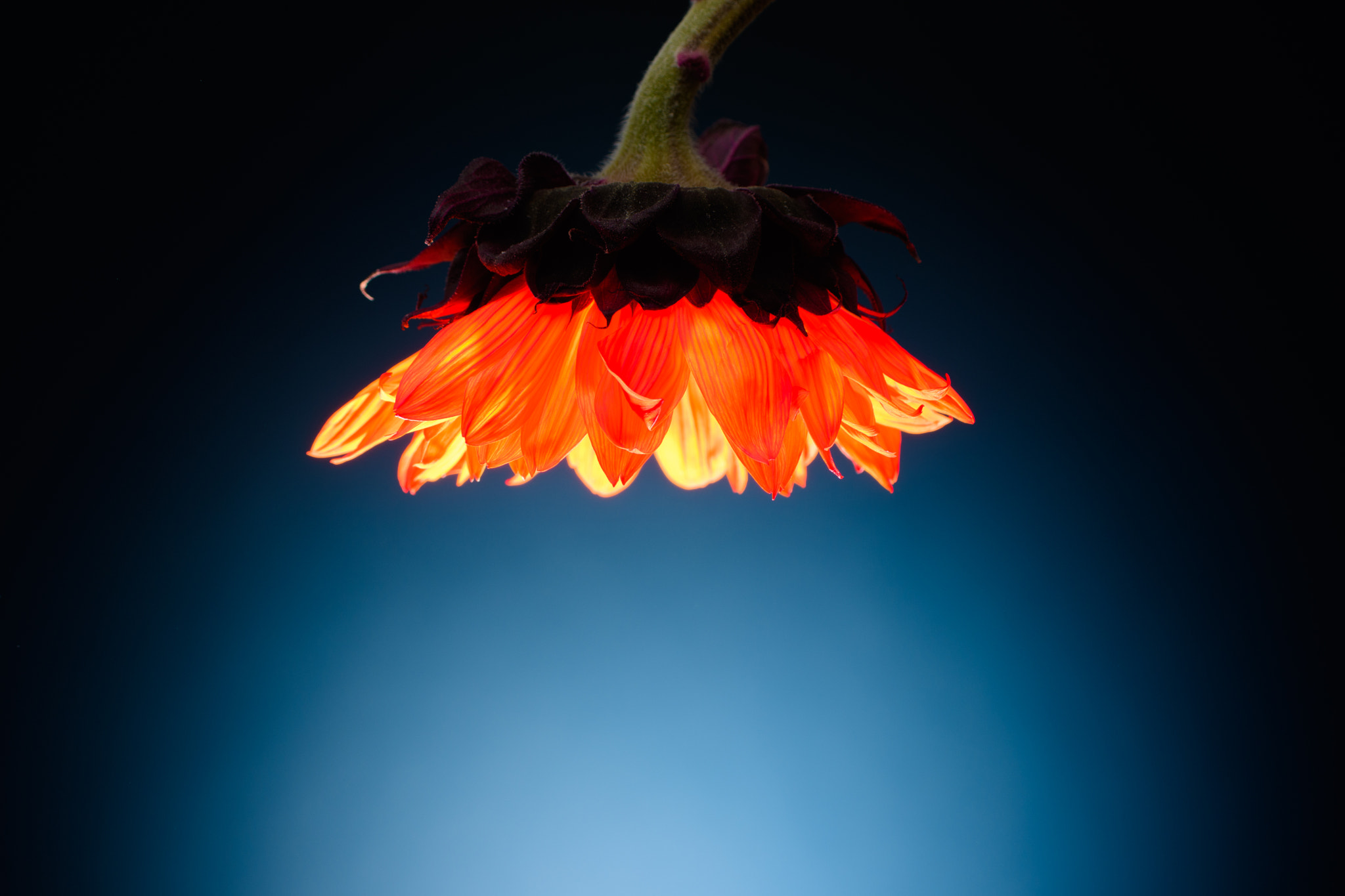 Nikon D500 sample photo. Sunlight photography