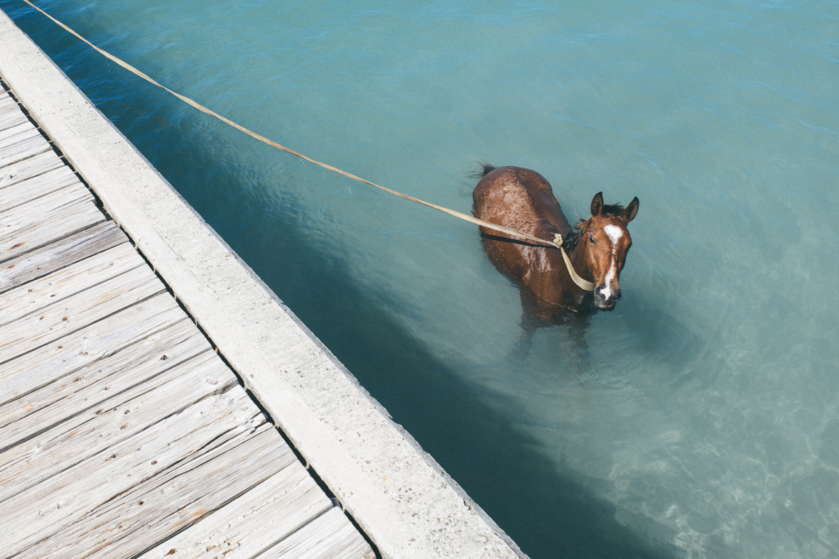 Sigma 24-70mm F2.8 EX DG Macro sample photo. Sea horses photography