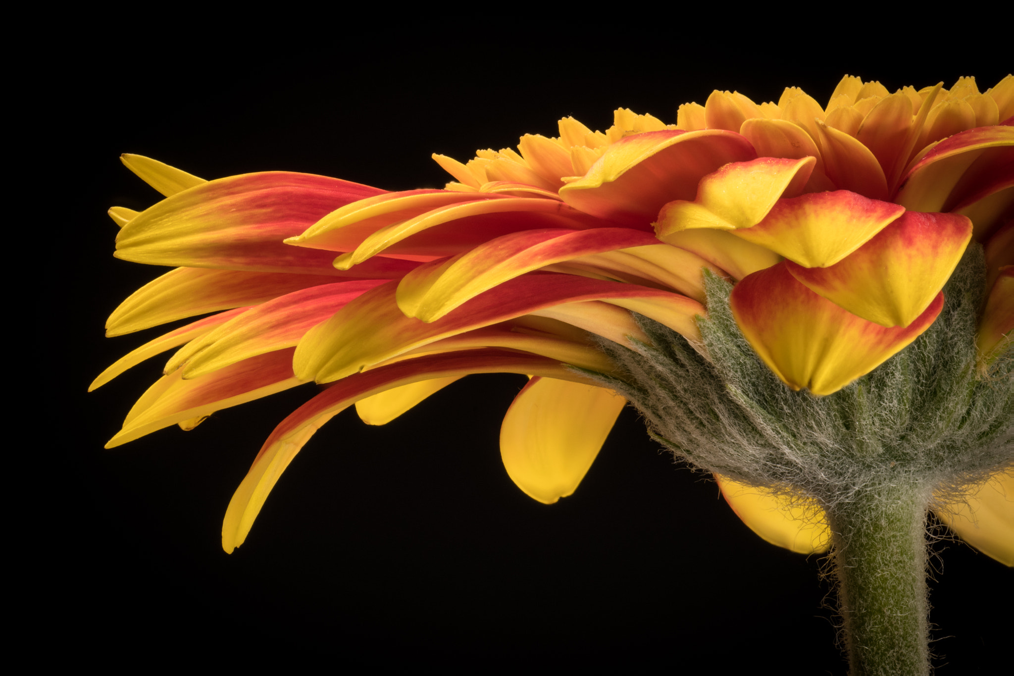 Nikon D500 sample photo. Grace photography