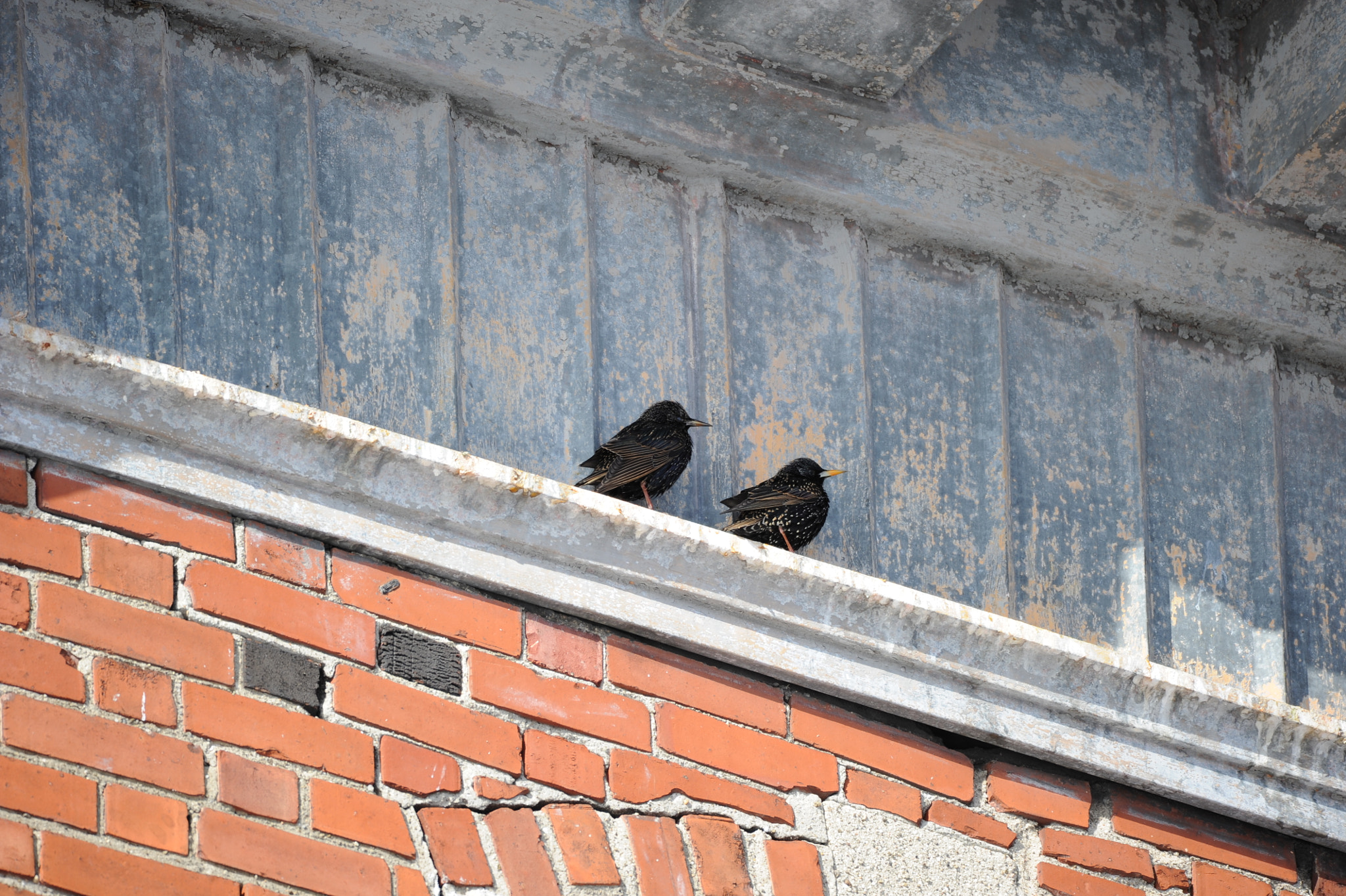 Sigma 150-600mm F5-6.3 DG OS HSM | C sample photo. Ptichki photography