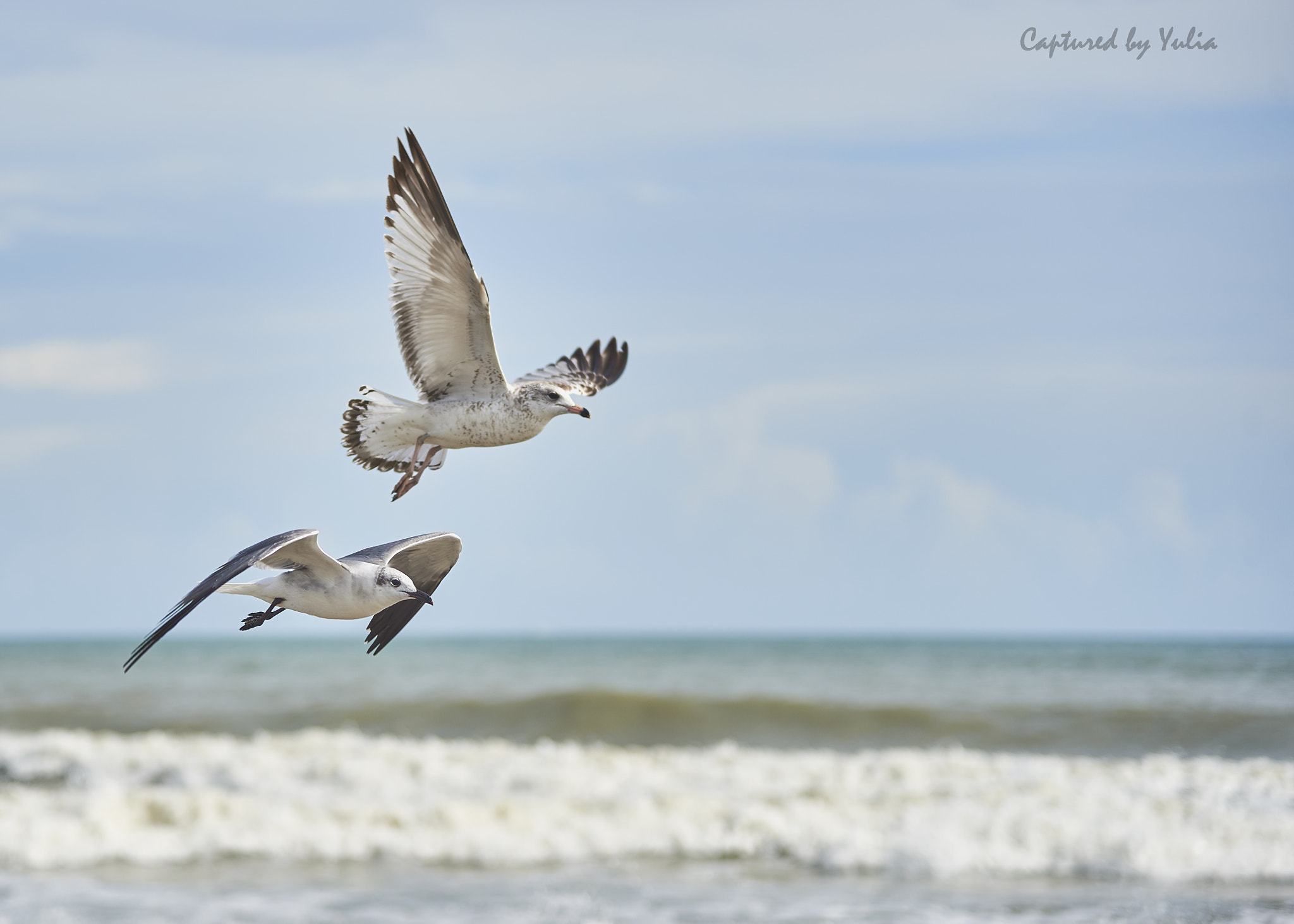 Nikon D750 sample photo. Wet wings never stopped me photography