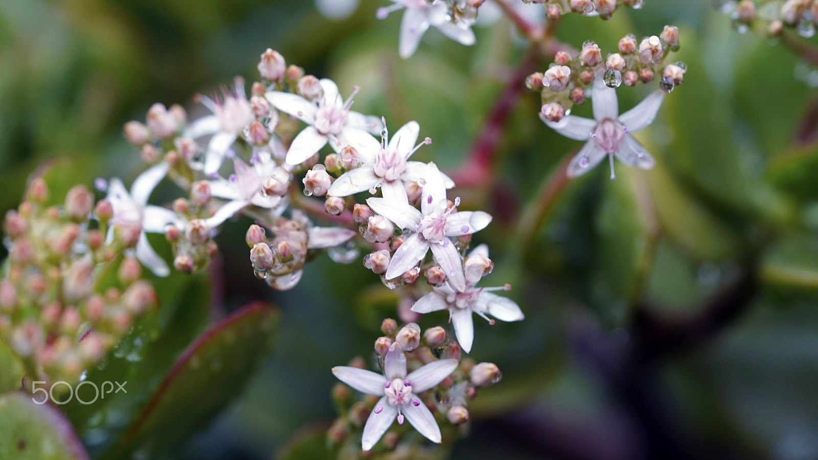 Sony a7S II + Sony FE 90mm F2.8 Macro G OSS sample photo. Crown jewels photography