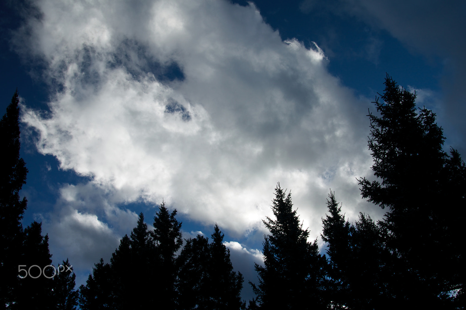 Nikon D3200 sample photo. Tree outline photography