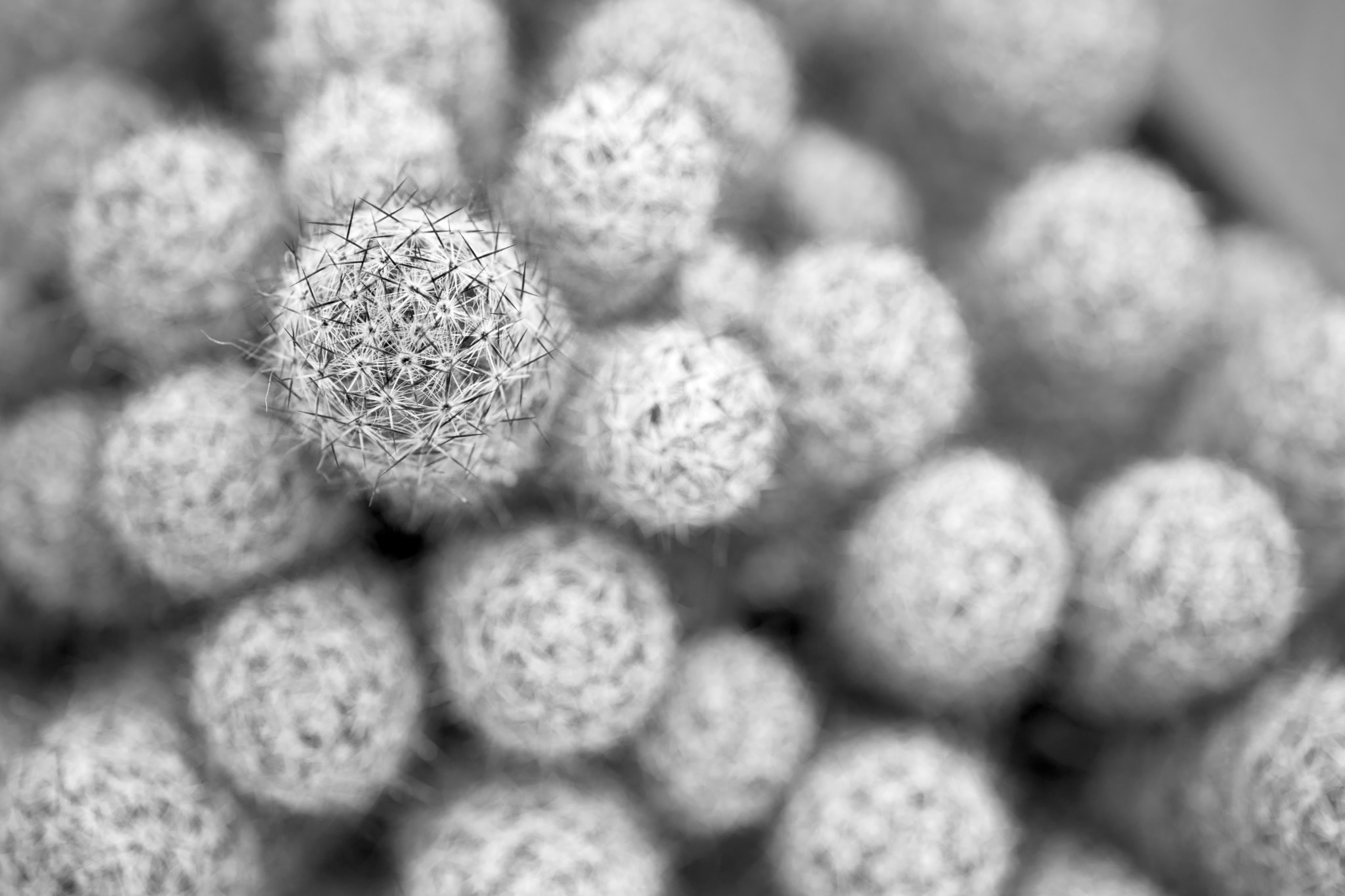 Sigma 105mm F2.8 EX DG Macro sample photo. Bw cactus photography