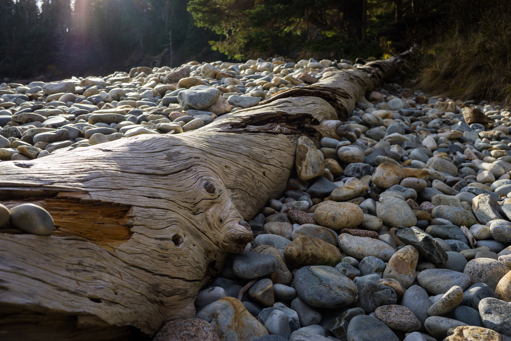 Sony E 20mm F2.8 sample photo. Beautiful death photography