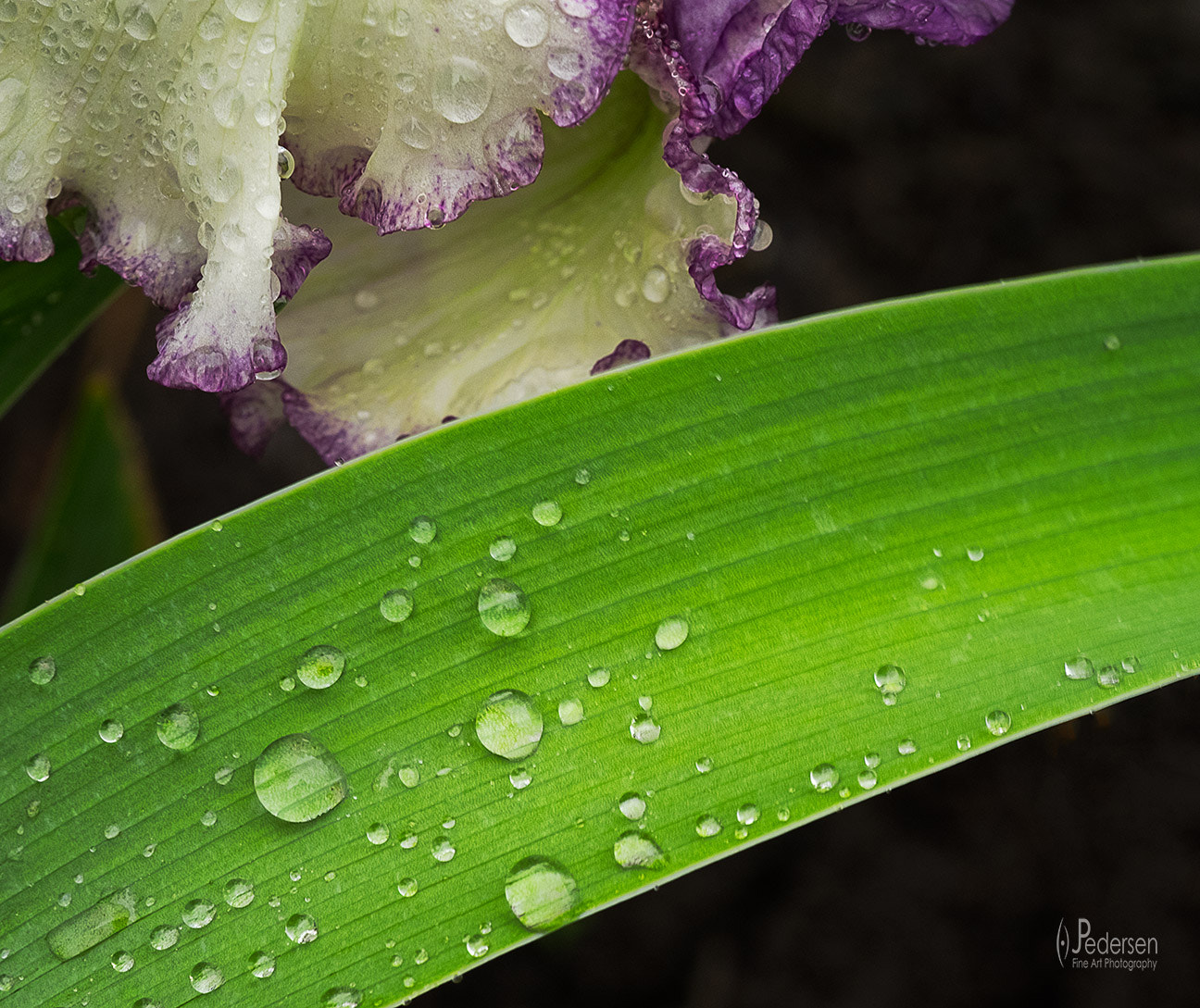 Fujifilm X-T1 sample photo. Iris leaf photography