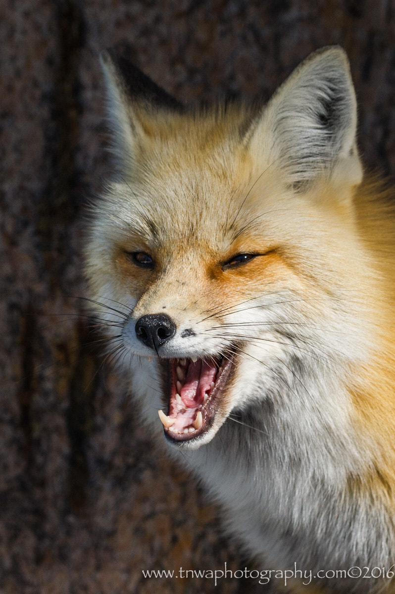 Nikon AF-S Nikkor 200-500mm F5.6E ED VR sample photo. A penny for your thoughts photography