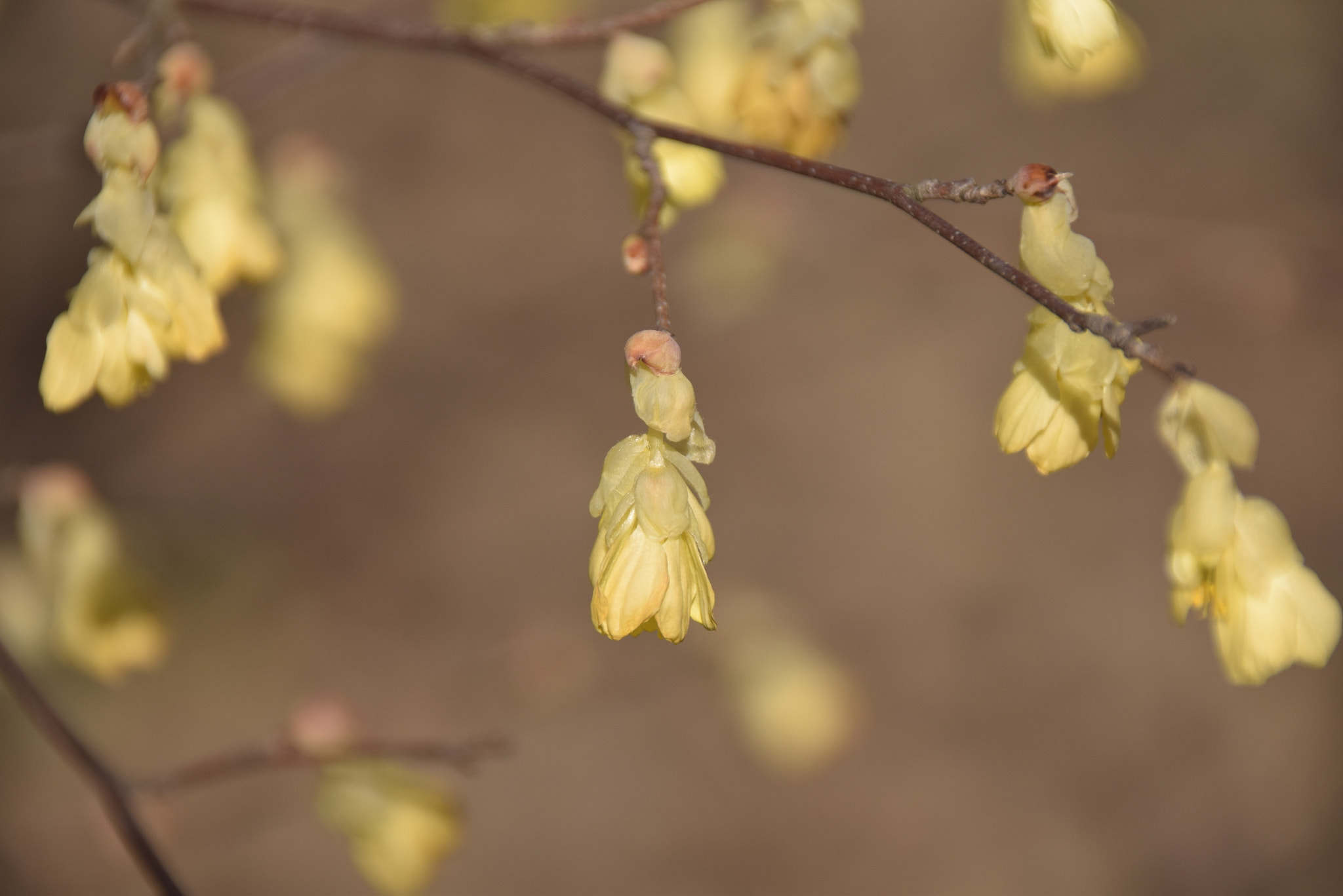 Sigma 18-250mm F3.5-6.3 DC Macro OS HSM sample photo