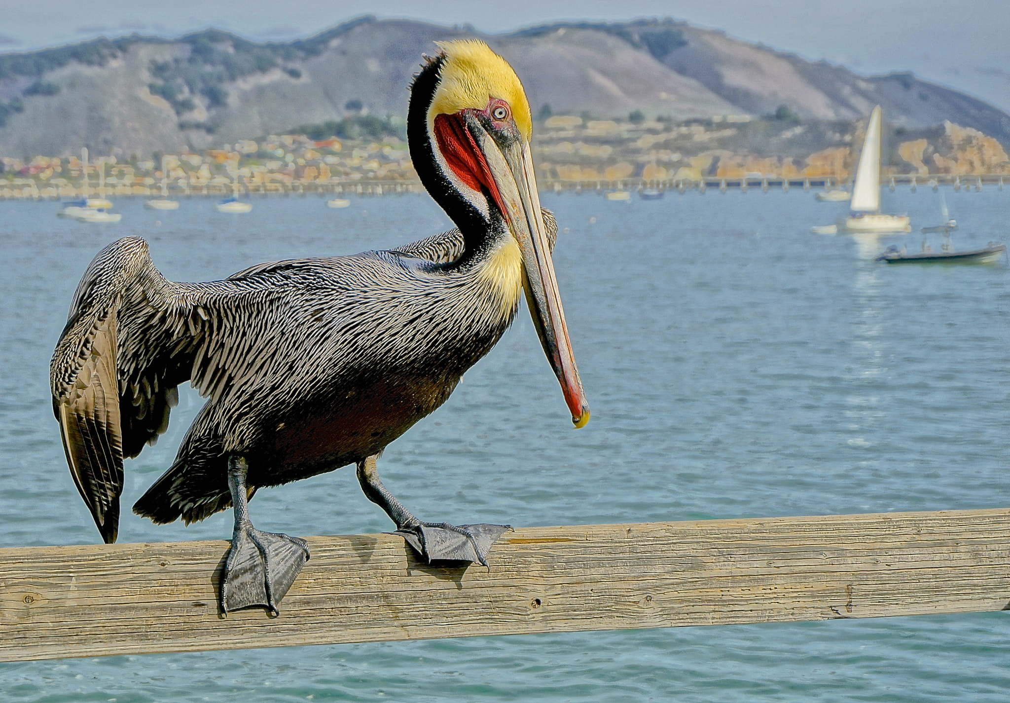 Sony Alpha NEX-6 + Sony E 18-50mm F4-5.6 sample photo. Pelican at the pacific photography