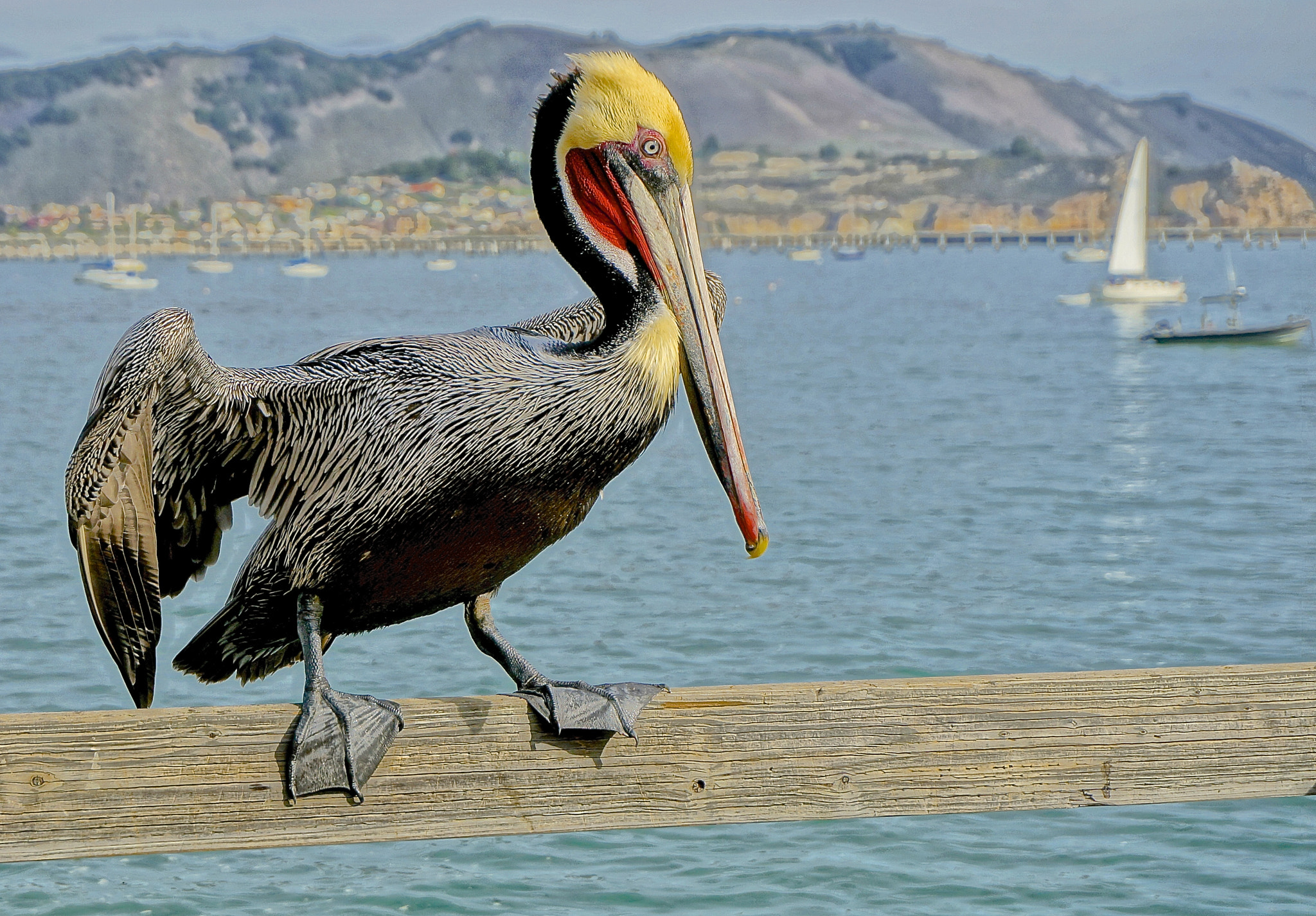 Sony E 18-50mm F4-5.6 sample photo. Pelican at the pacific photography