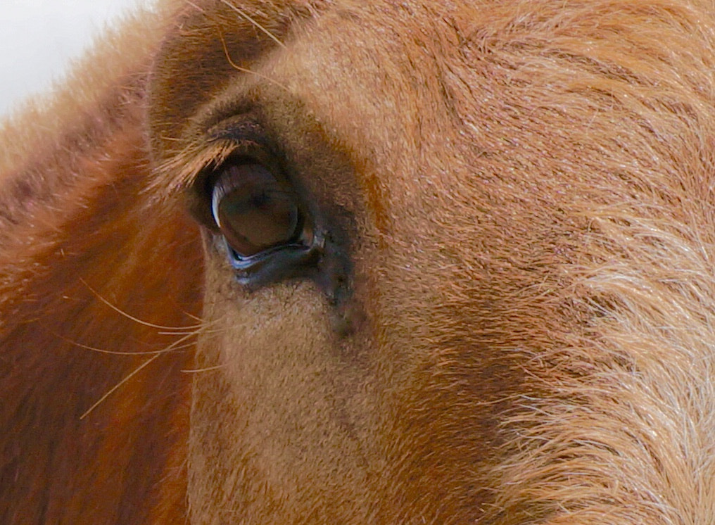 Sony E 18-50mm F4-5.6 sample photo. He and eye photography