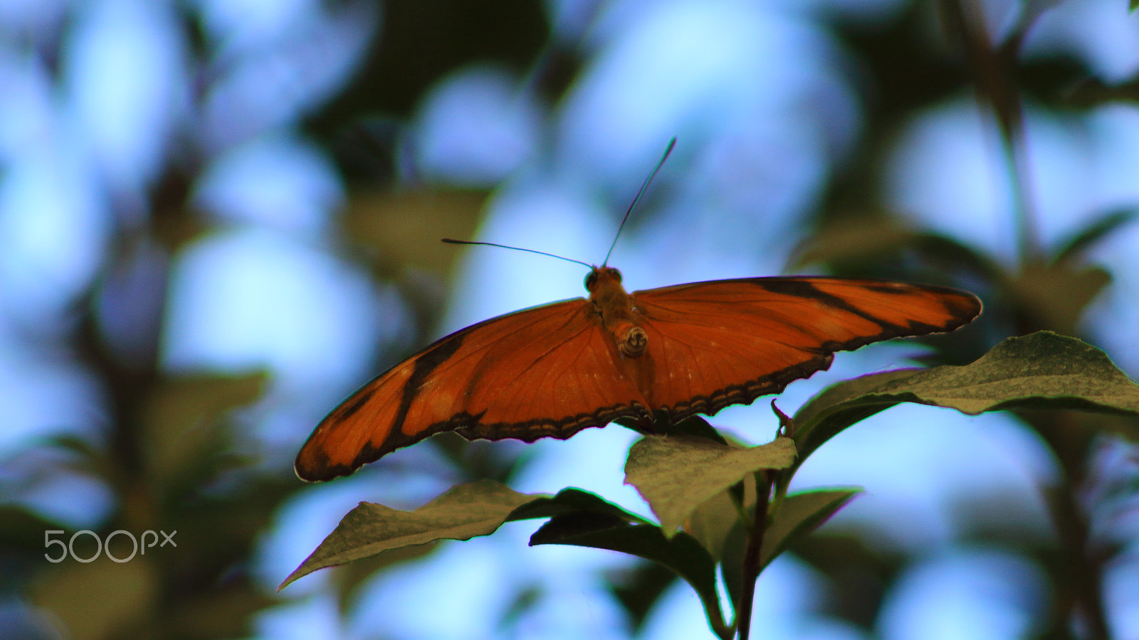 Canon EF 75-300mm f/4-5.6 USM sample photo. Butterfly! photography