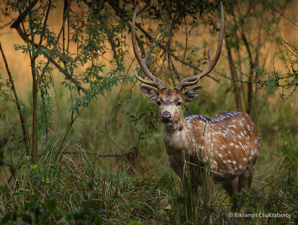 Nikon D7000 + Nikon AF-S Nikkor 300mm F4D ED-IF sample photo. Lonely photography