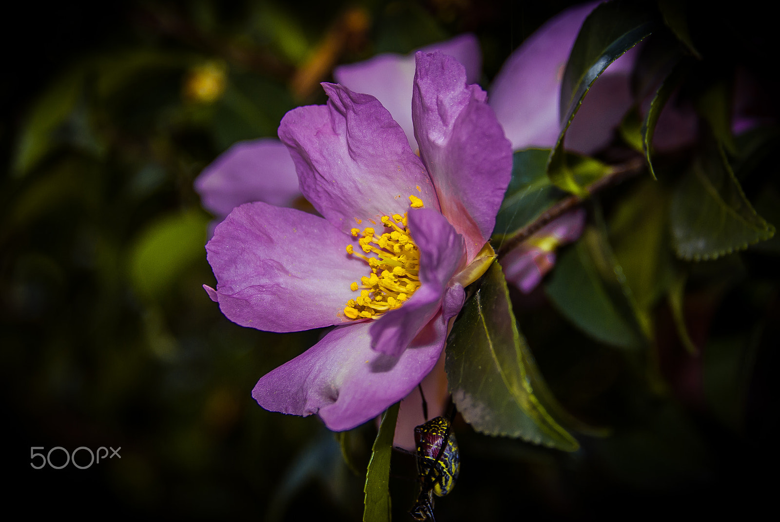 Nikon D200 sample photo. Cold camellia photography